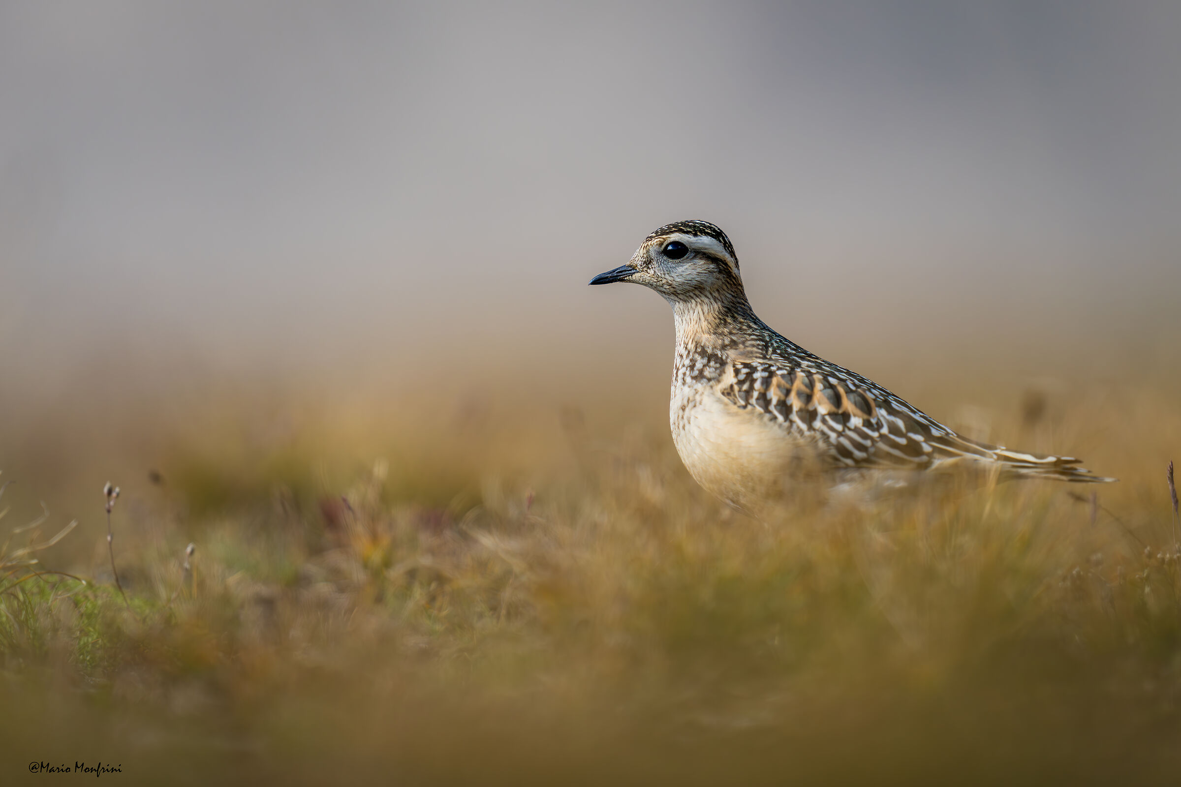 Tortolino plover