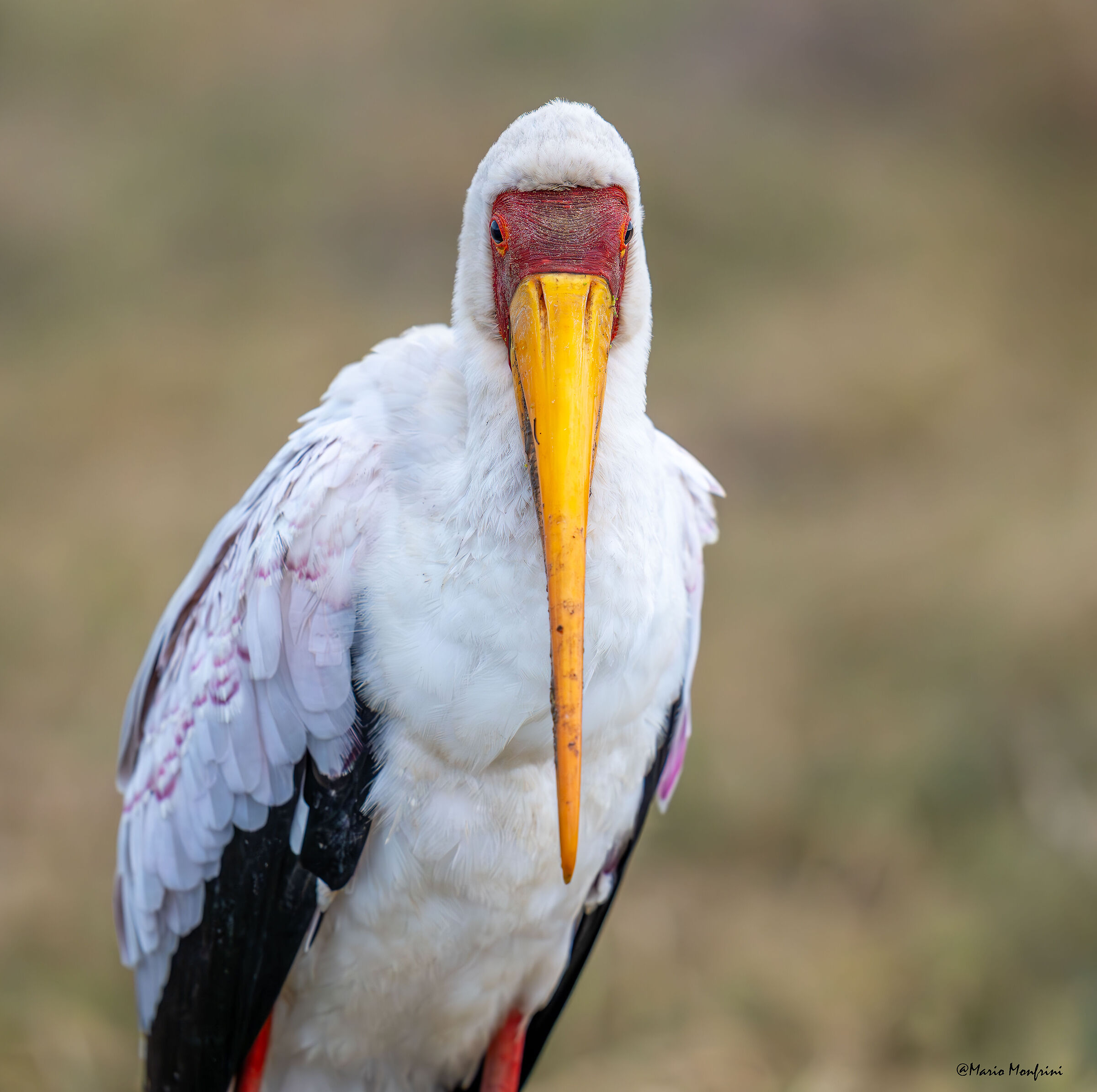 Yellow billed stork