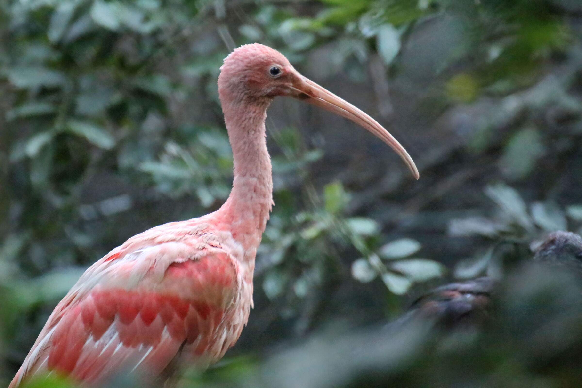 Ibis - Eudocimus ruber