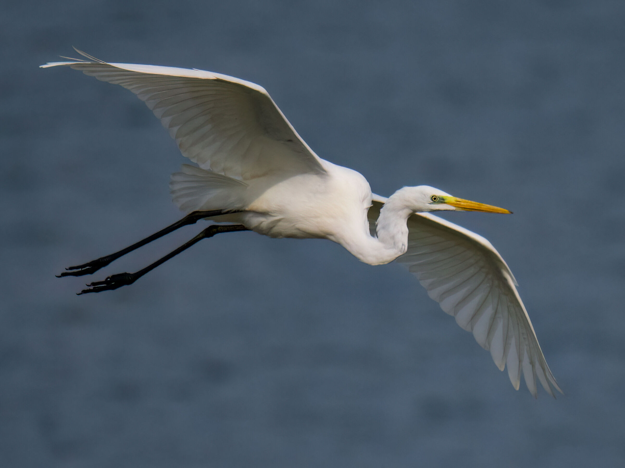 Great Egret