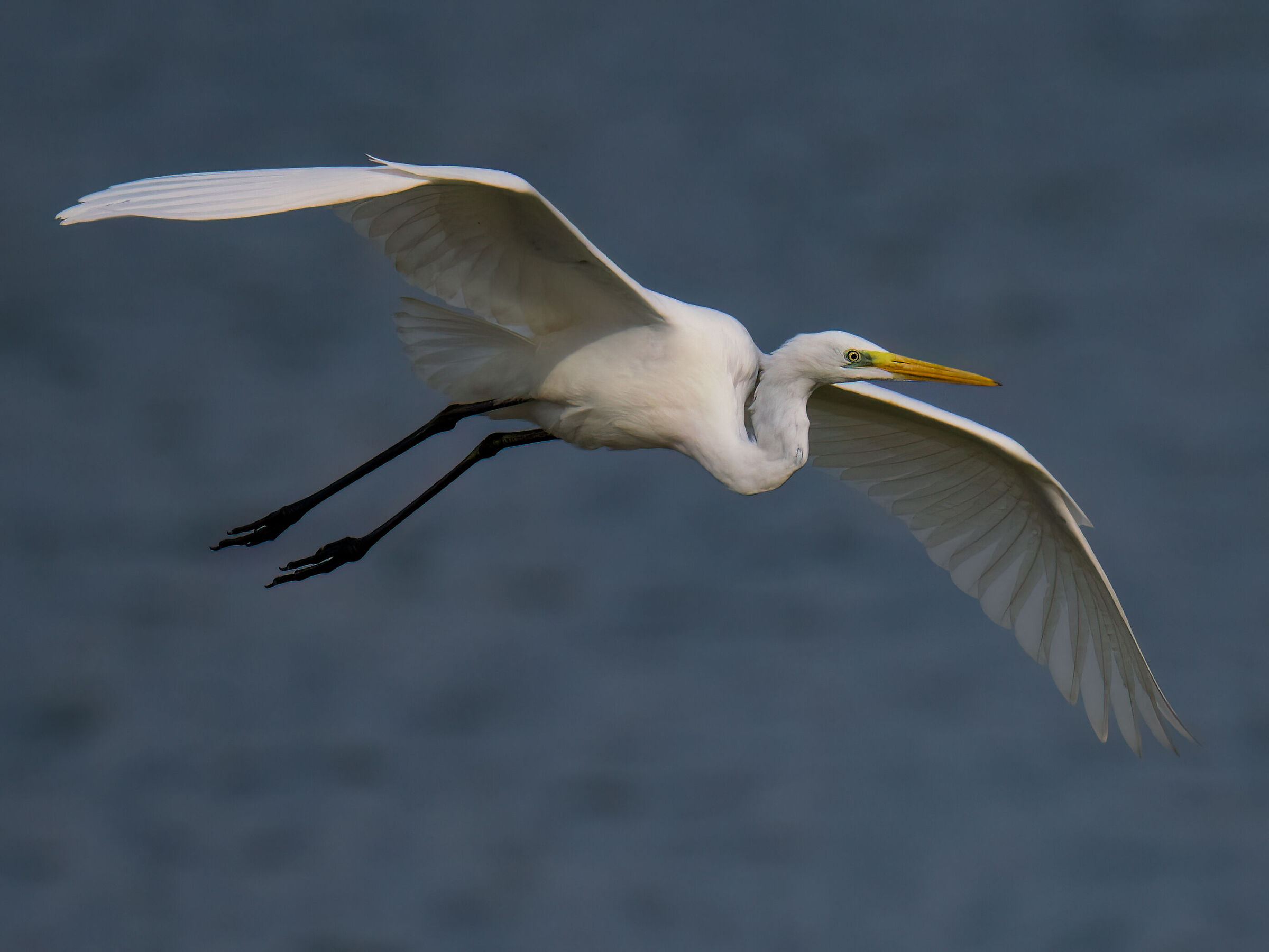 Great Egret