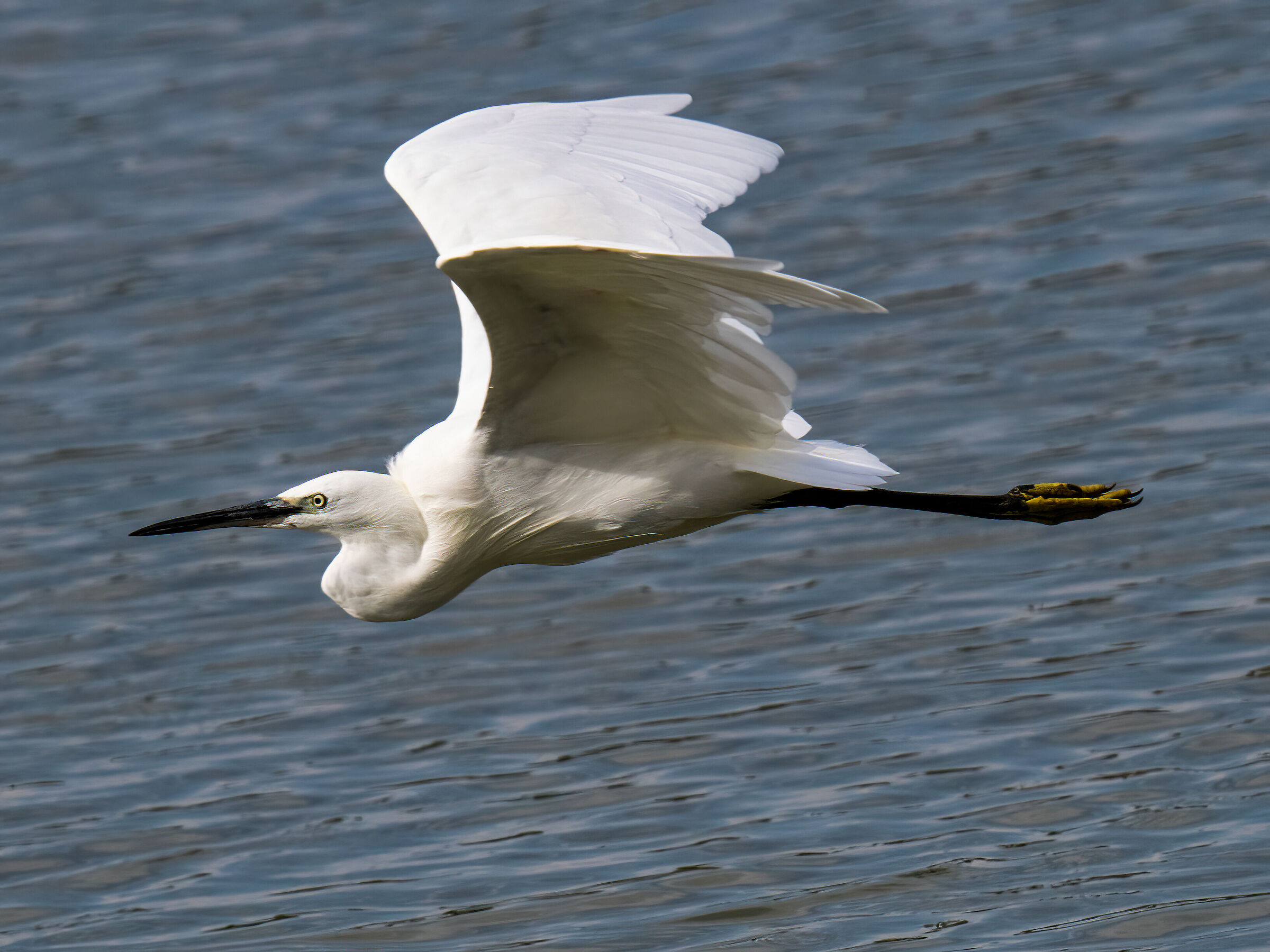 Egretta garzetta