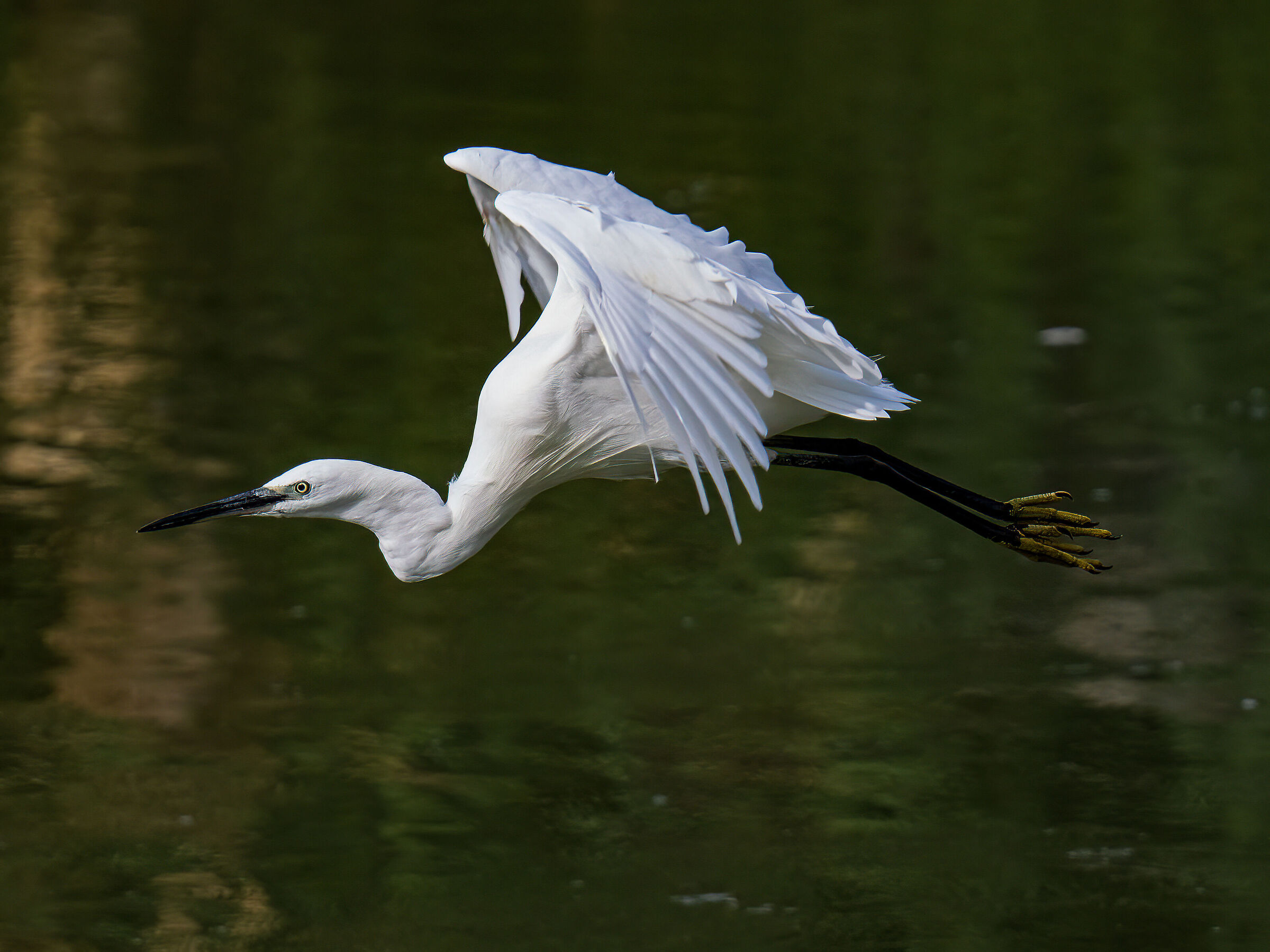 Egretta garzetta