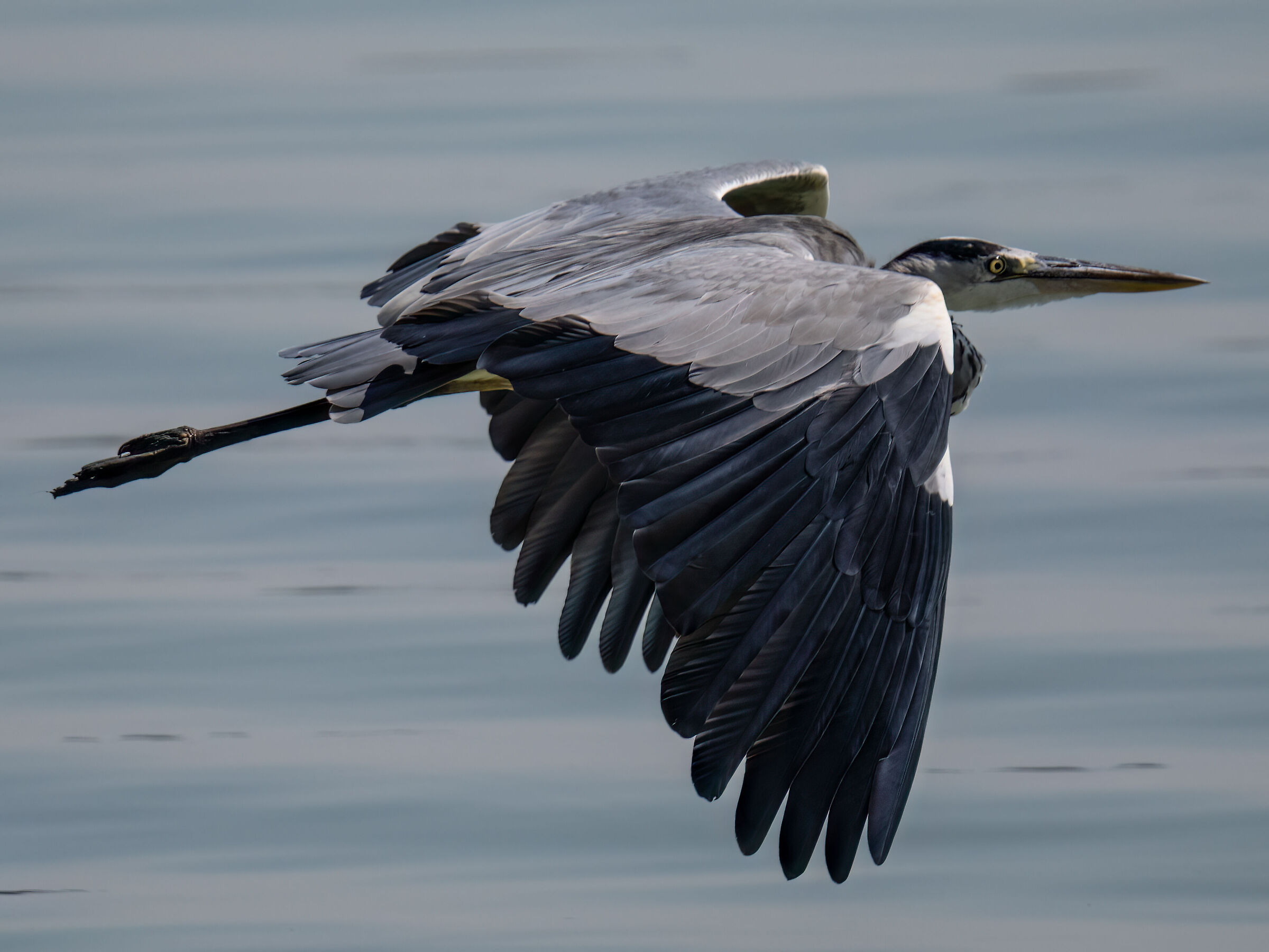 Grey heron