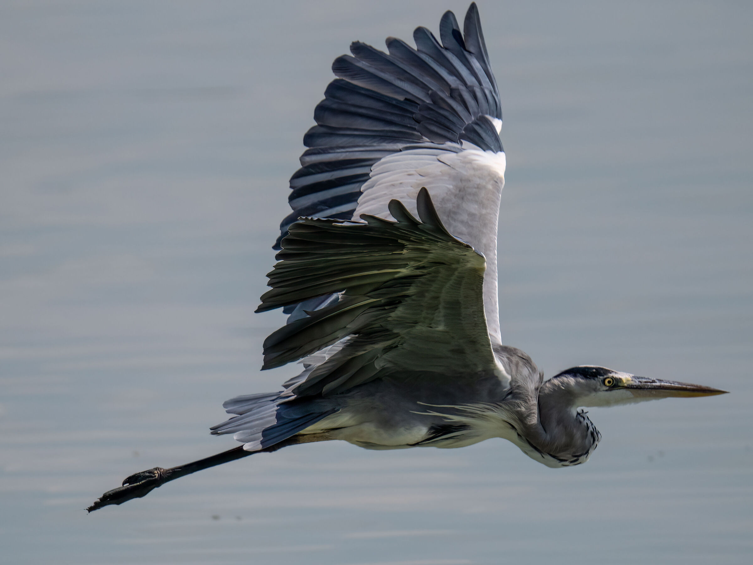 Grey heron