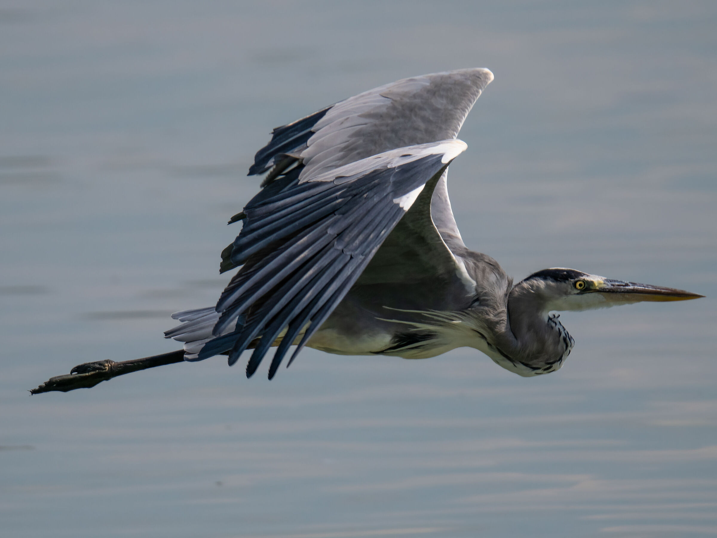 Grey heron