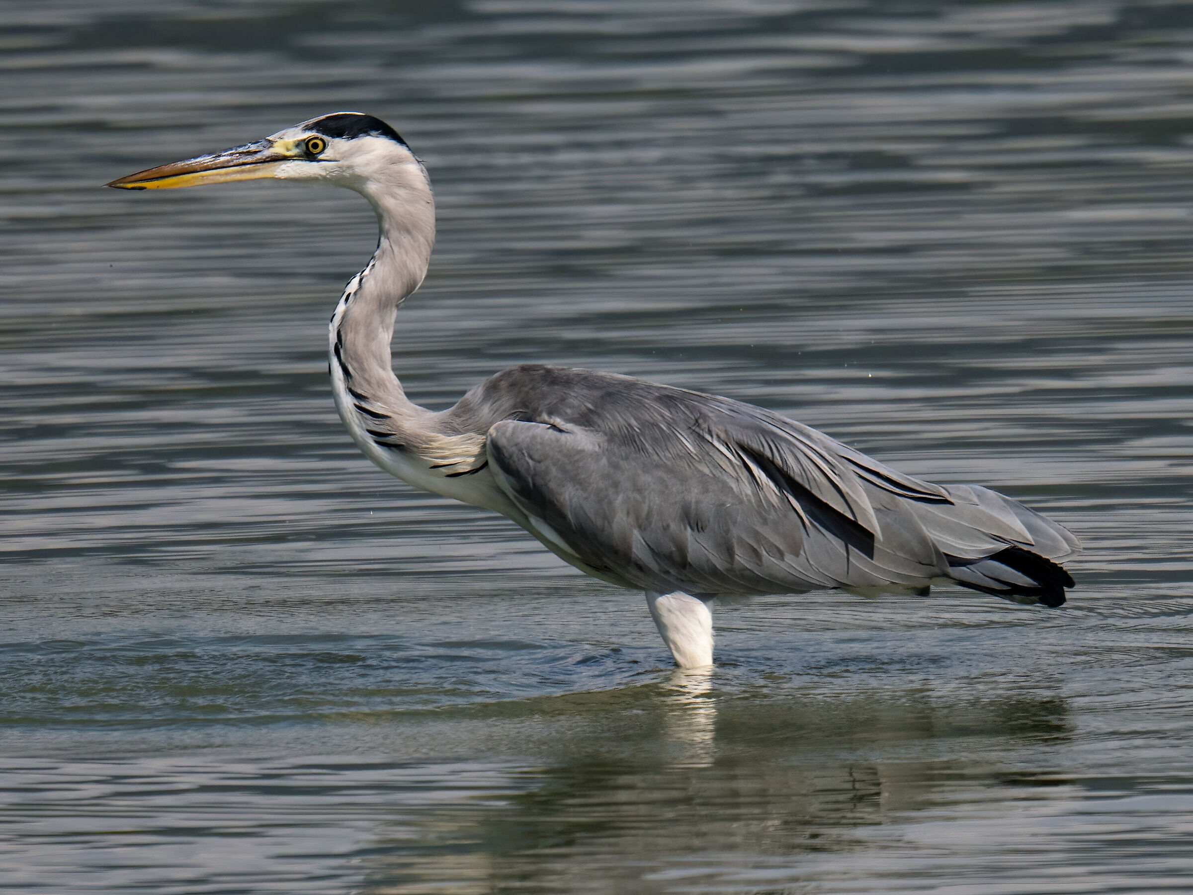 Grey heron