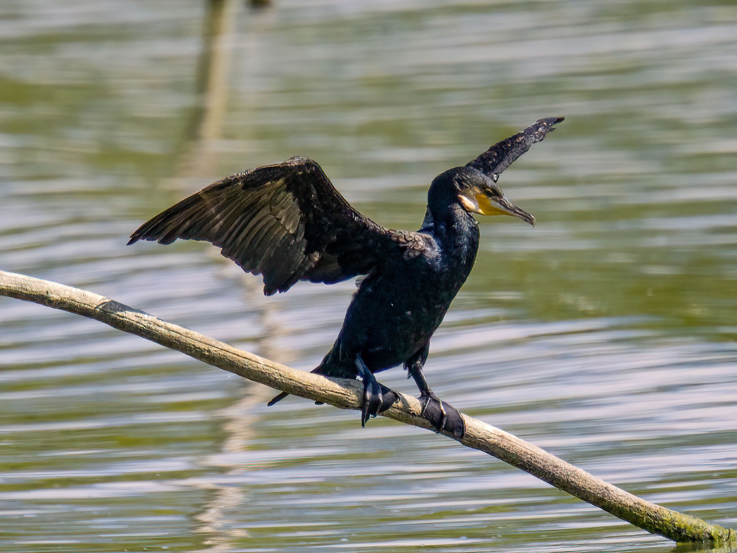 Cormorant