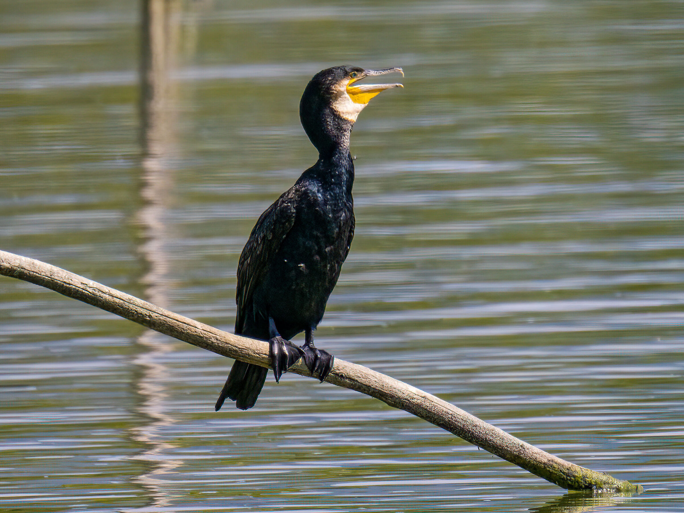 Cormorant
