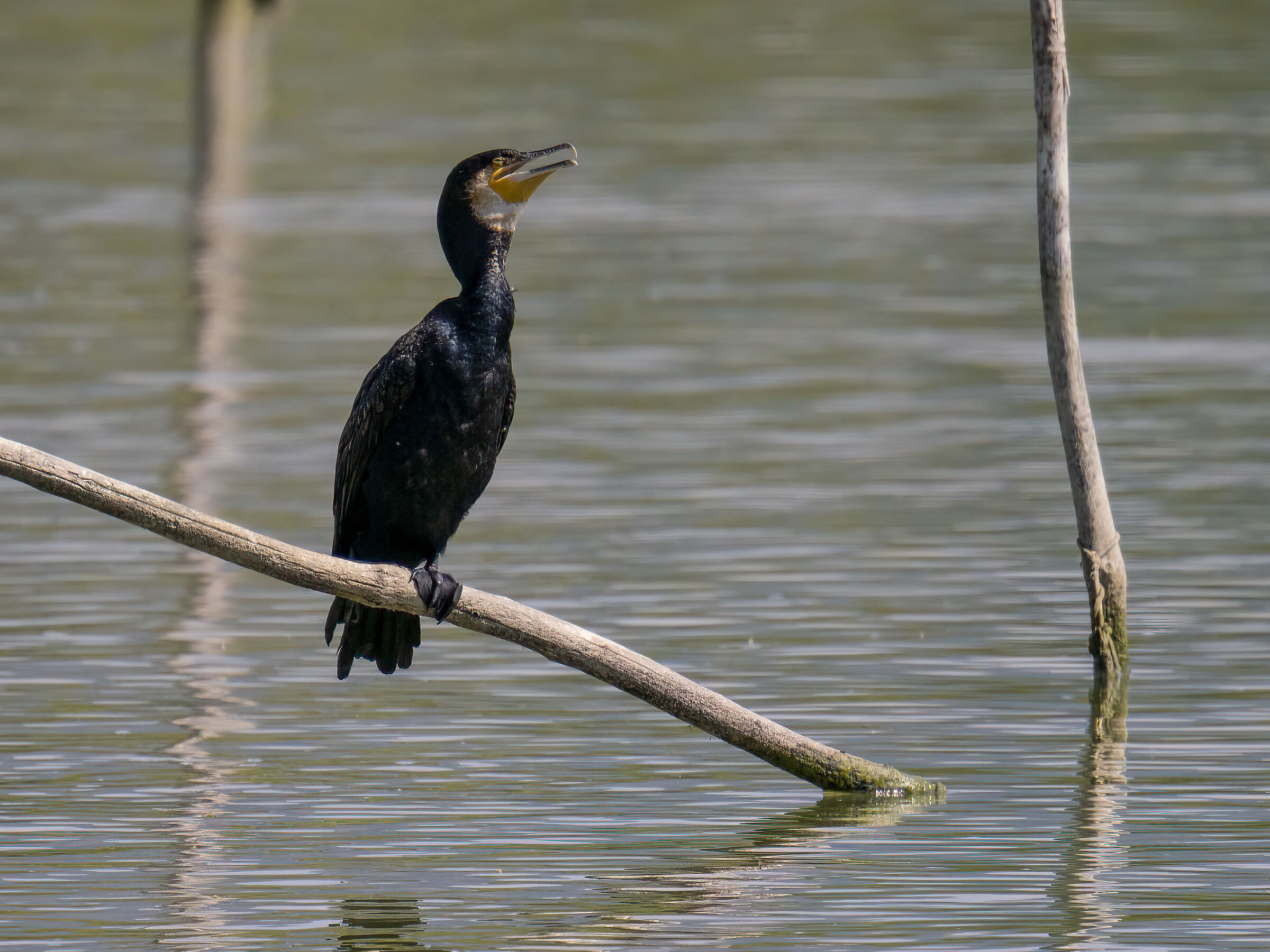 Cormorant
