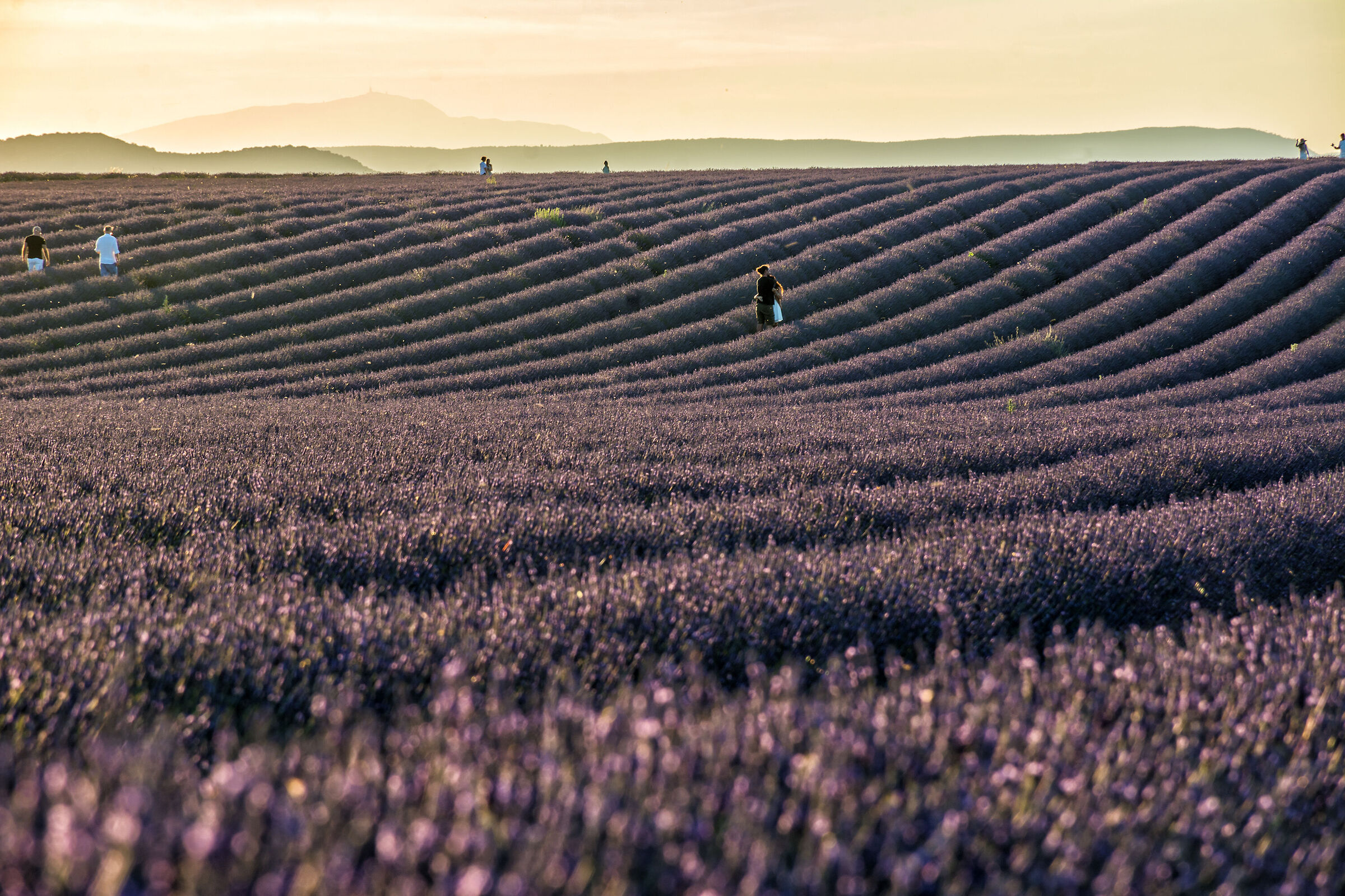 Lavanda in controluce