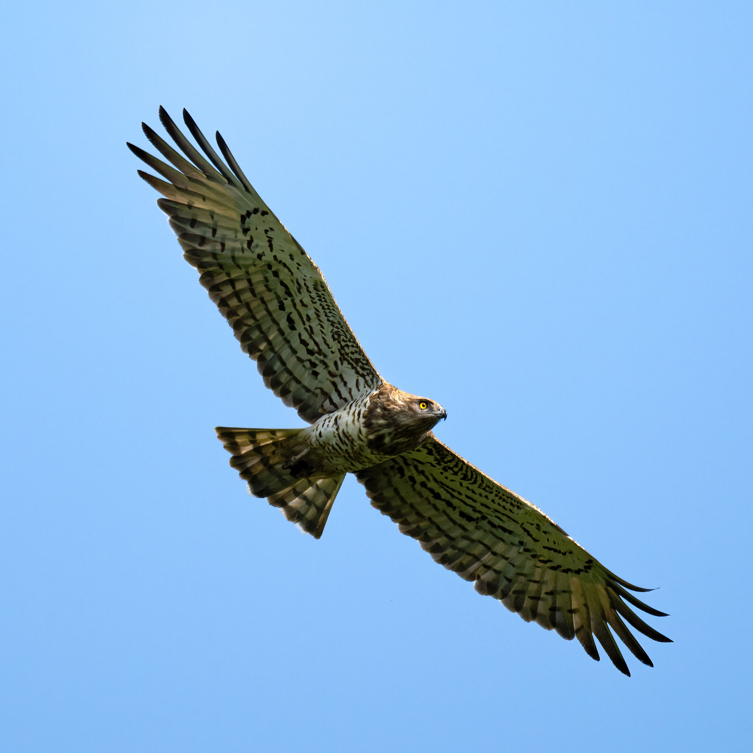 Short-toed Eagle or Snake Eagle