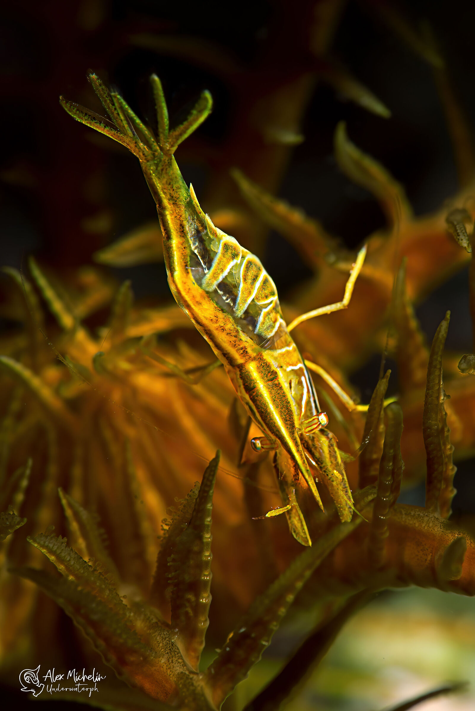 Crinoid shrimp