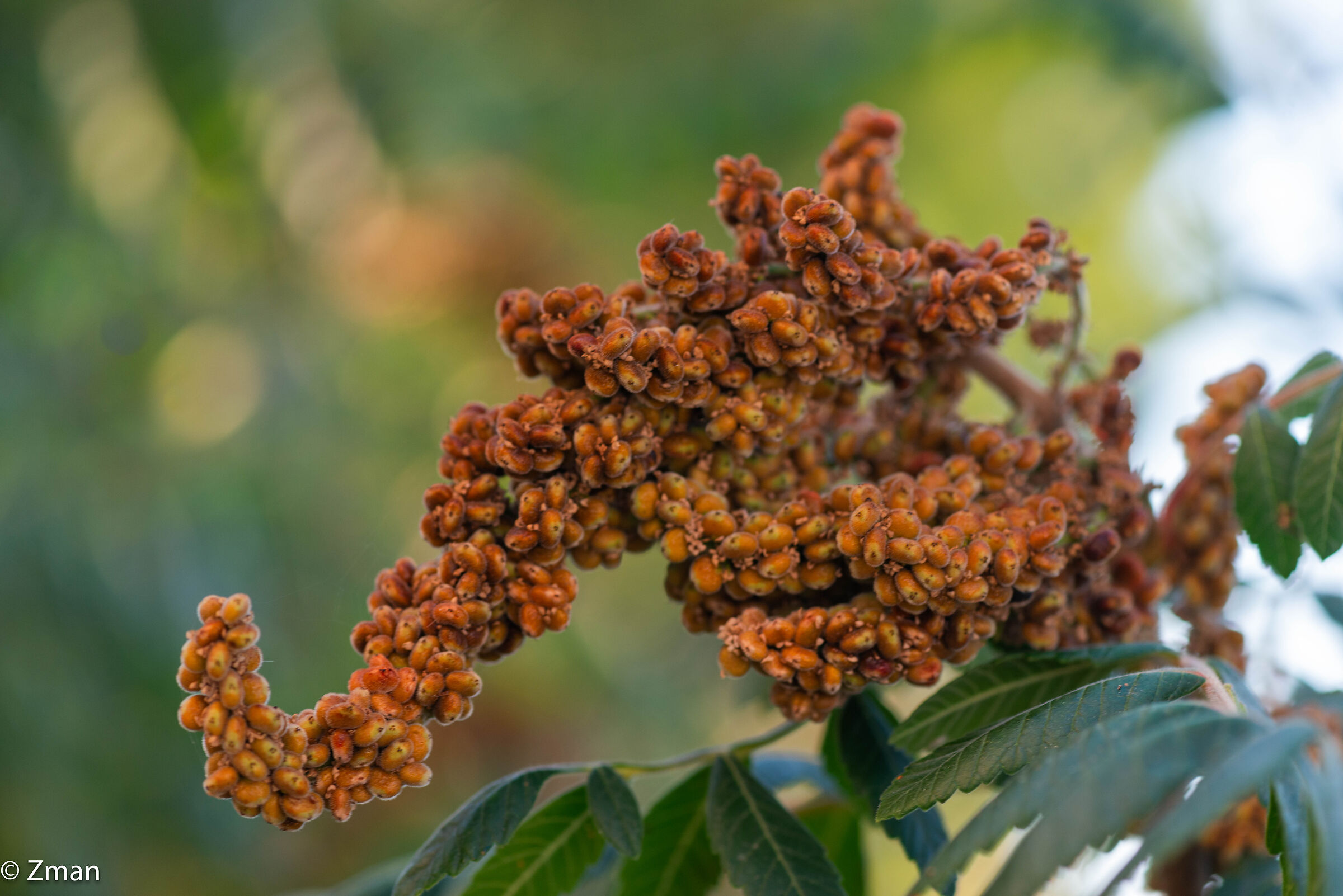 Sumac