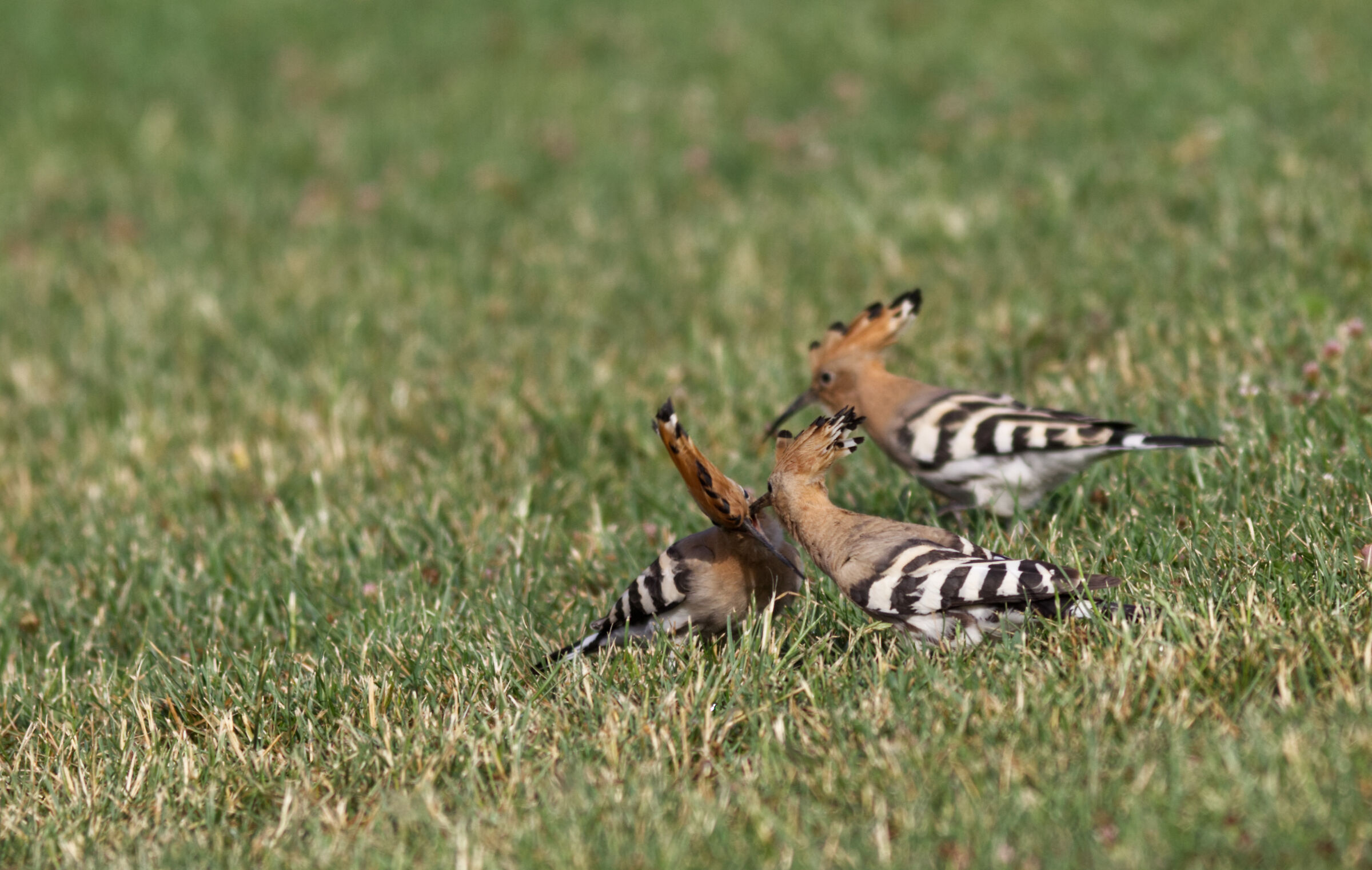 Imbeccata "pulli affamati"