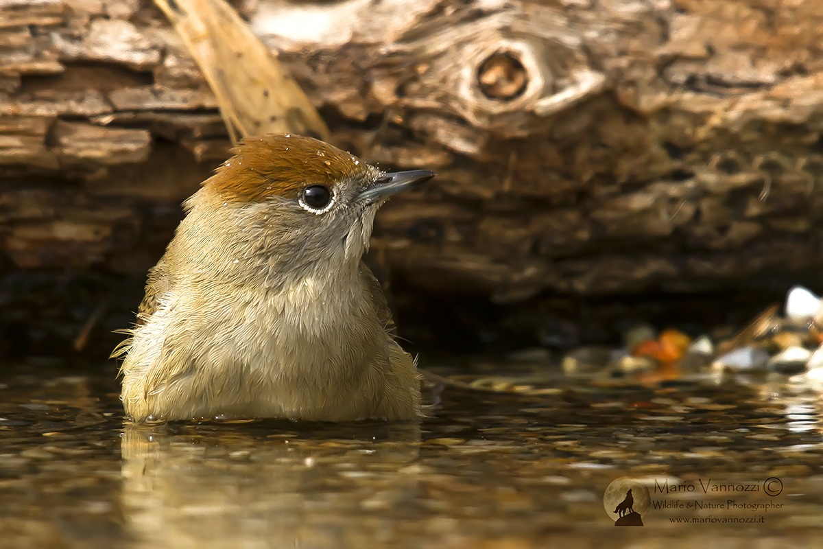 Capinera...al bagno...