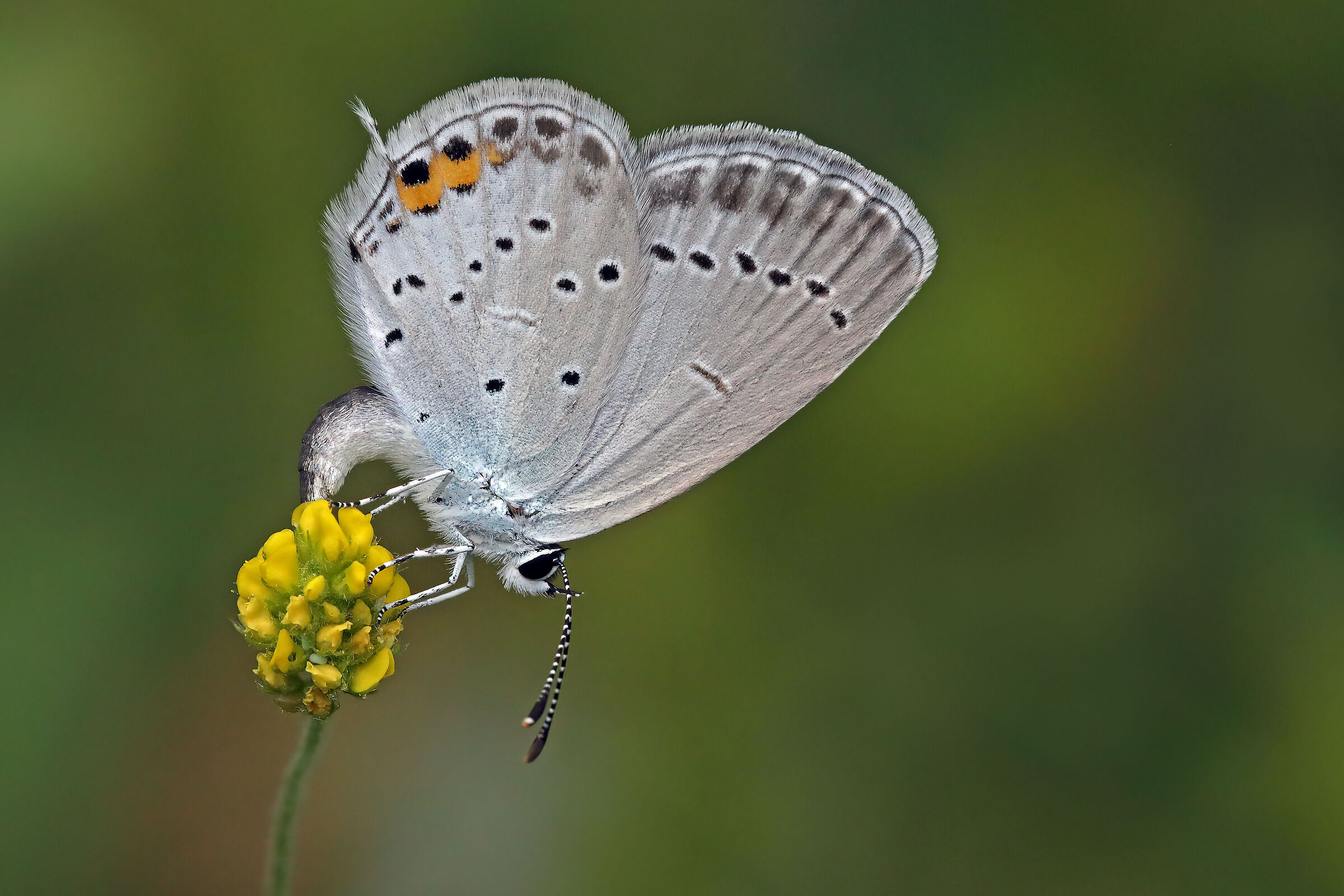 Cupido argiades (esemplare femmina)