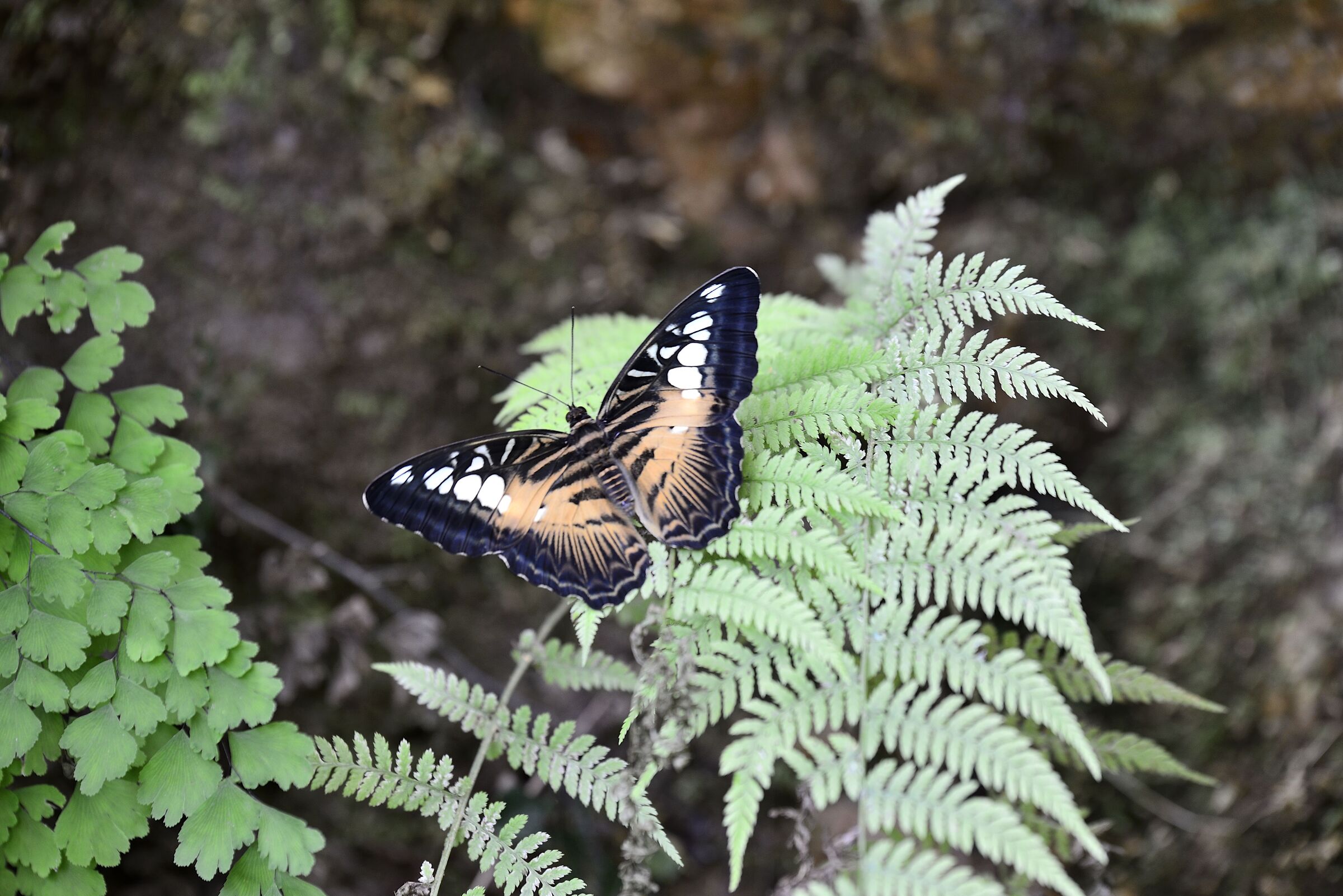 Parthenos sylvia