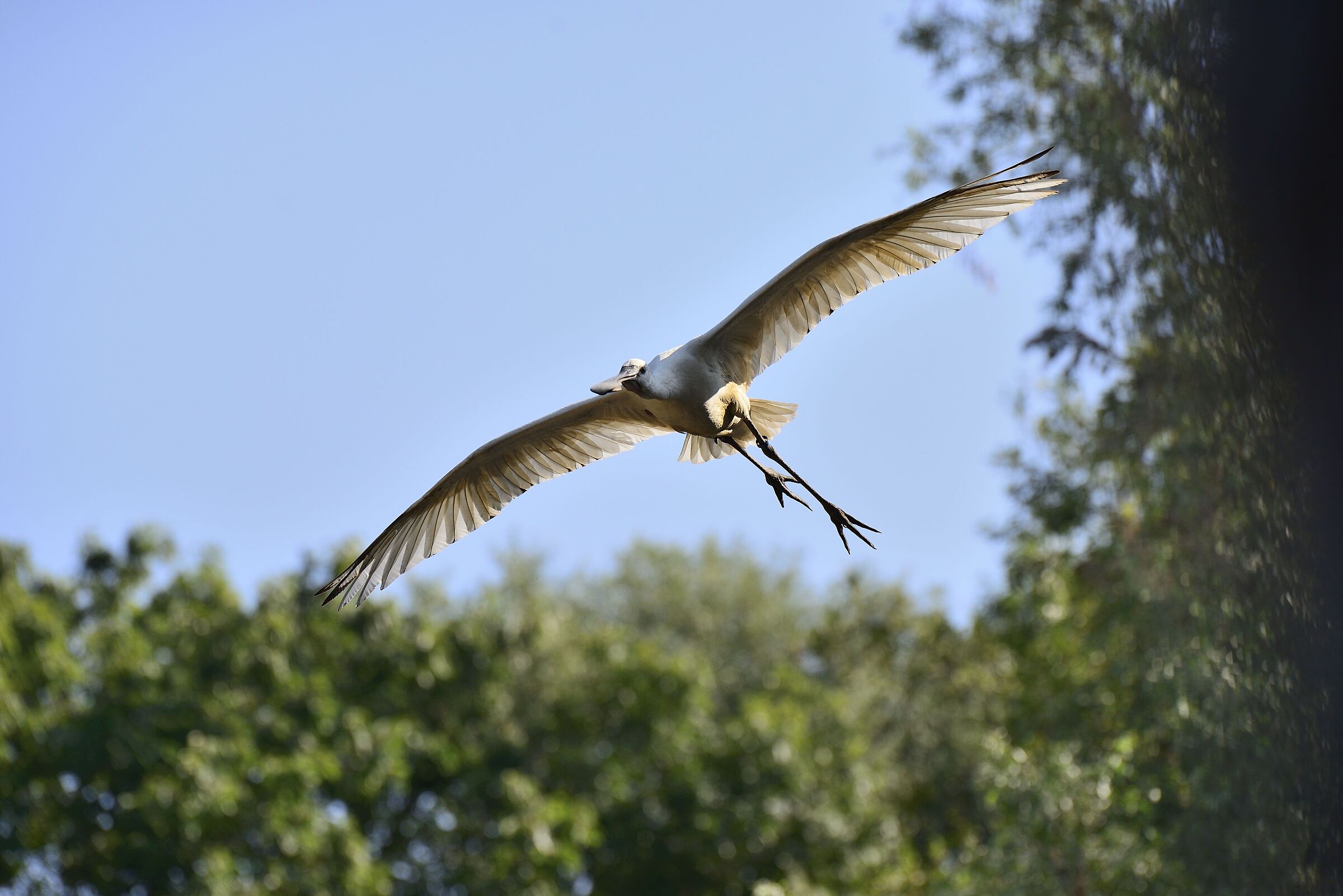 Platalea minor