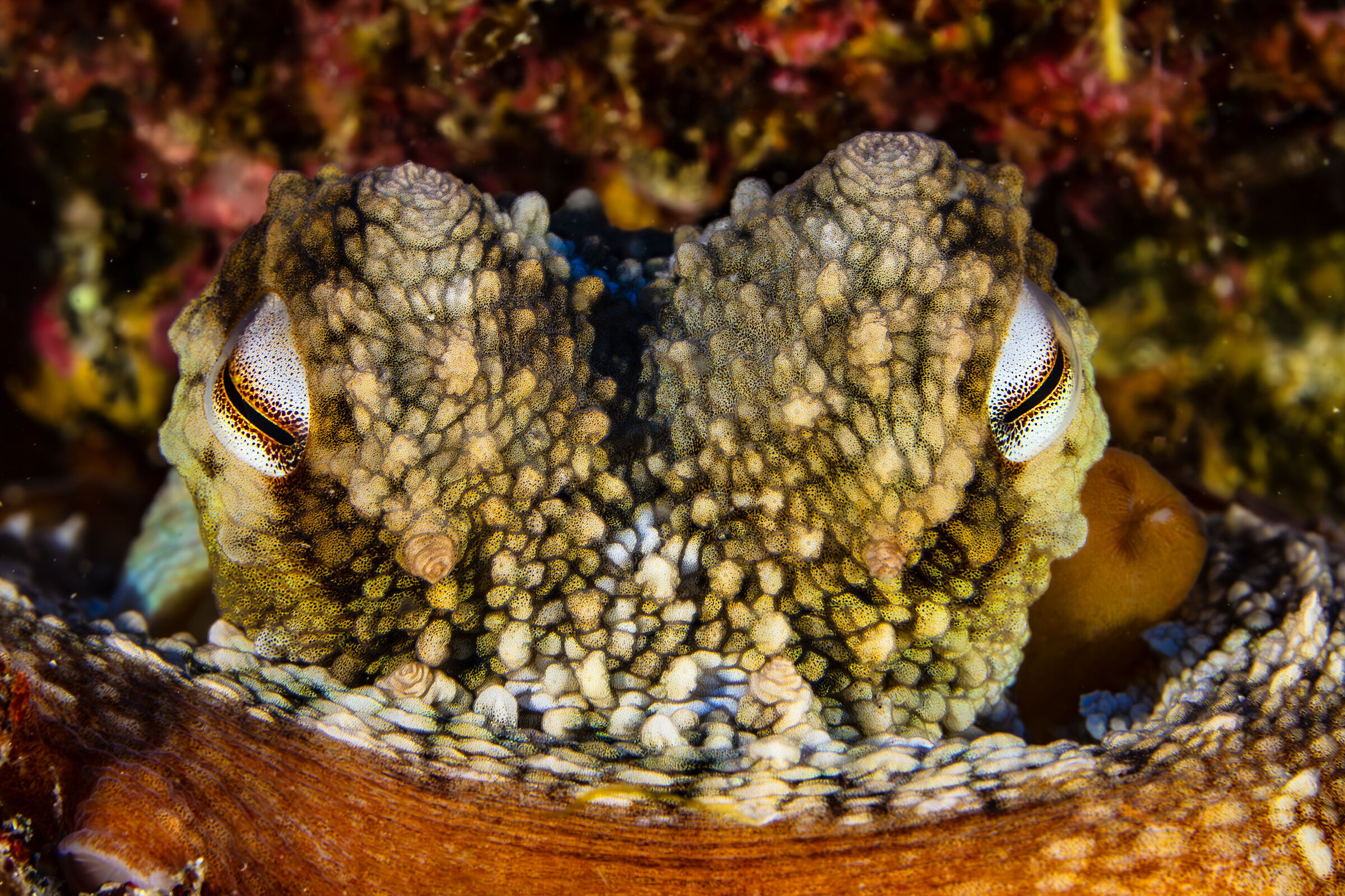 Octopus vulgaris 2