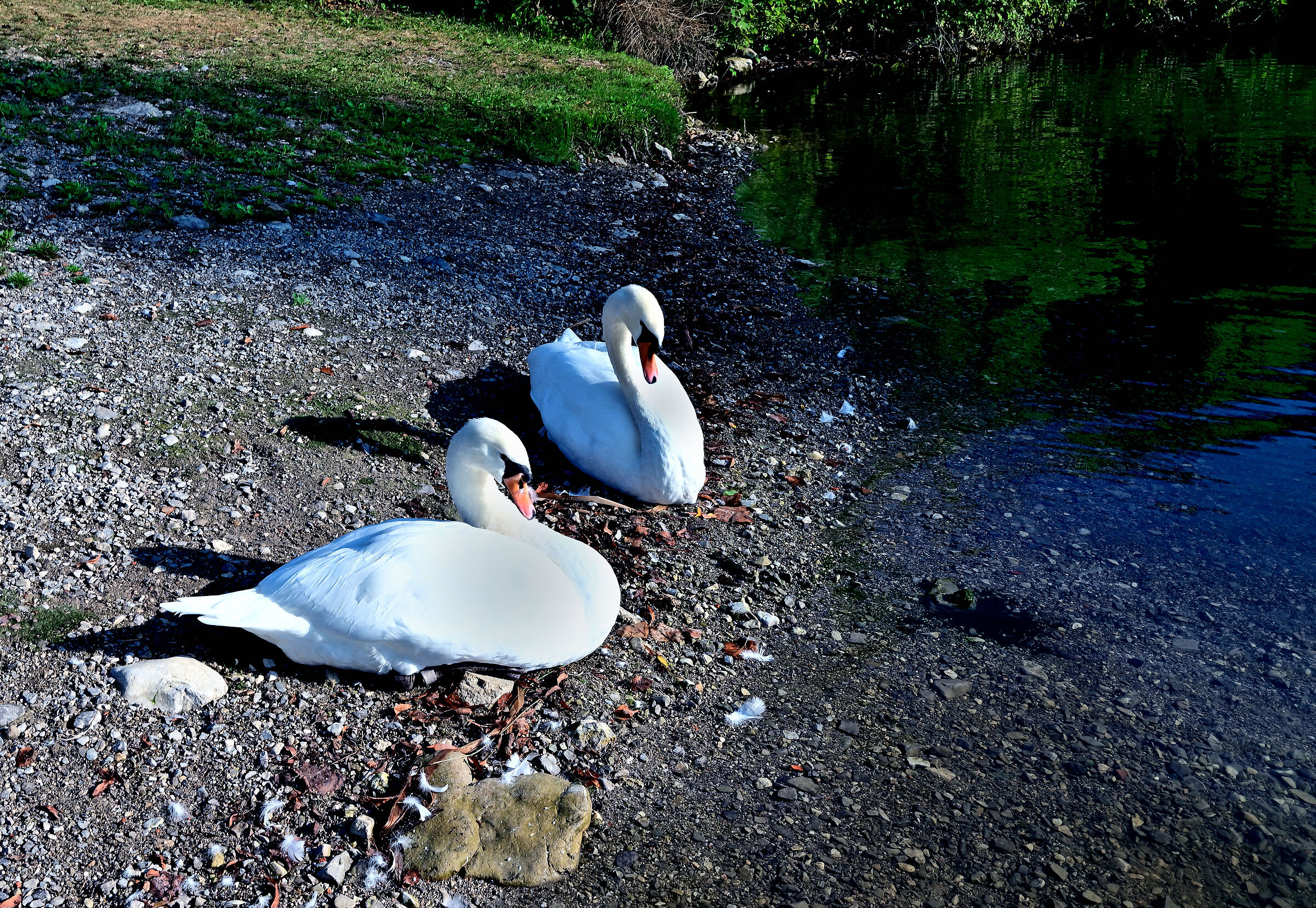Swan