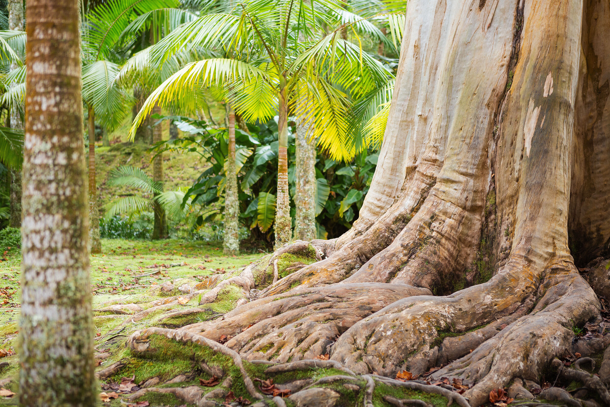 Roots