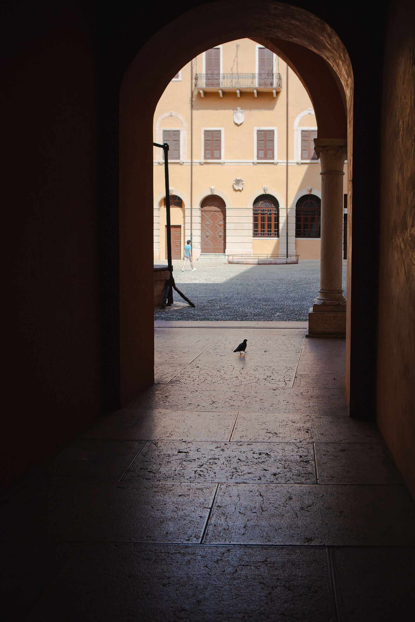 Lone pigeon