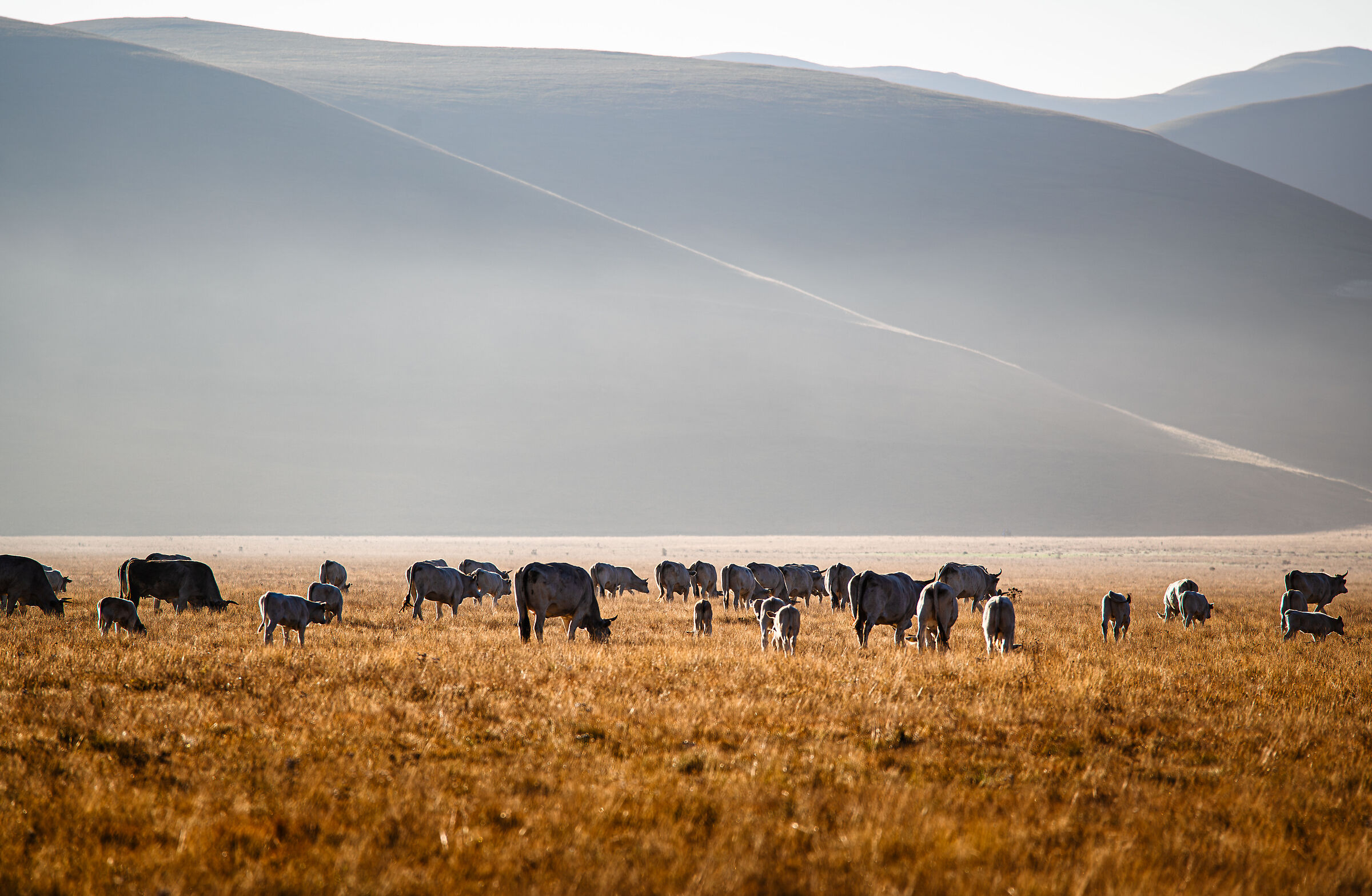 " Suggestions from the Plateau "