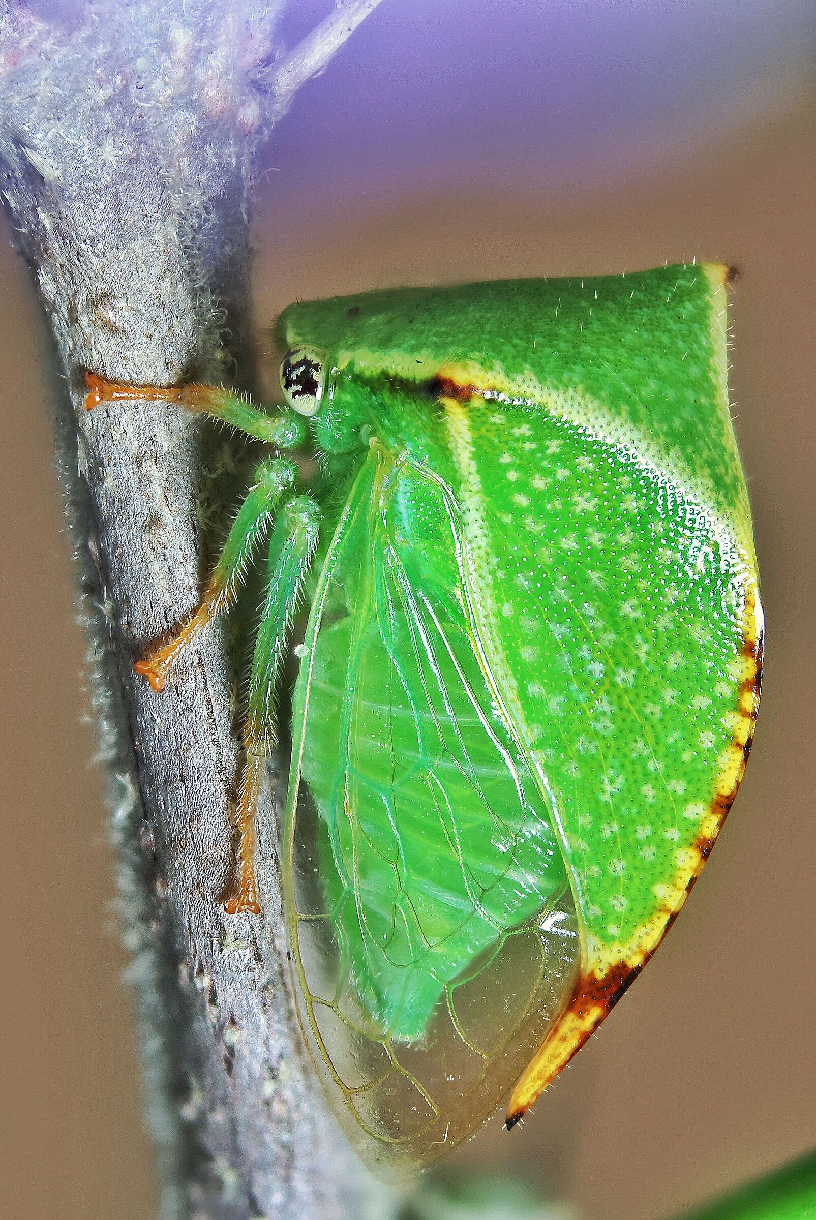 Stictocephala bisonia