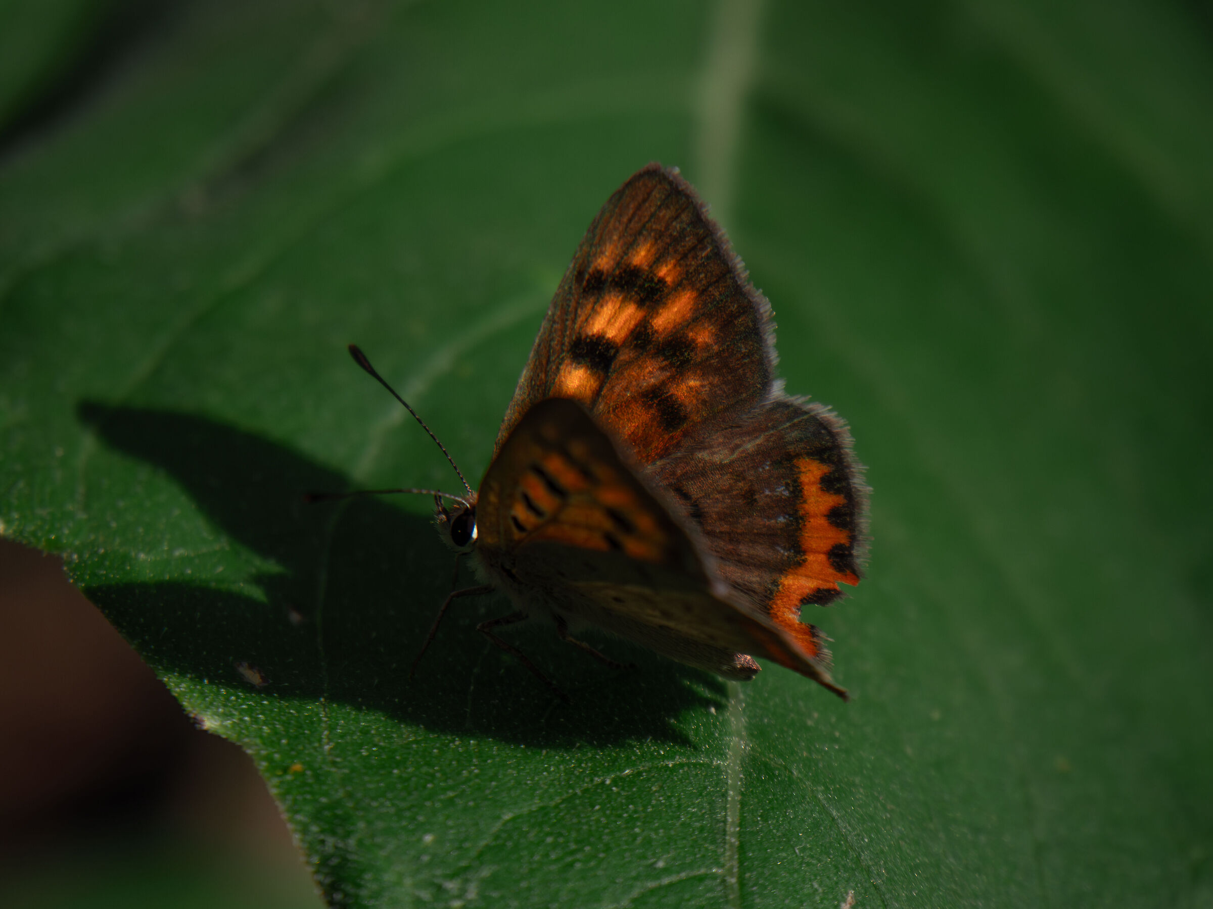 Lycaena phlaeas