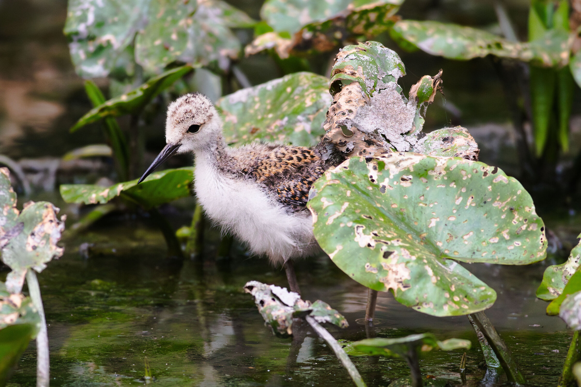Chick of the Black-winged Stilt