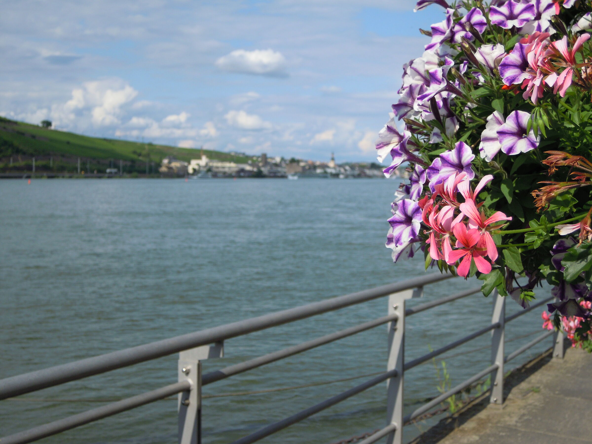 Bingen am Rhein: No name