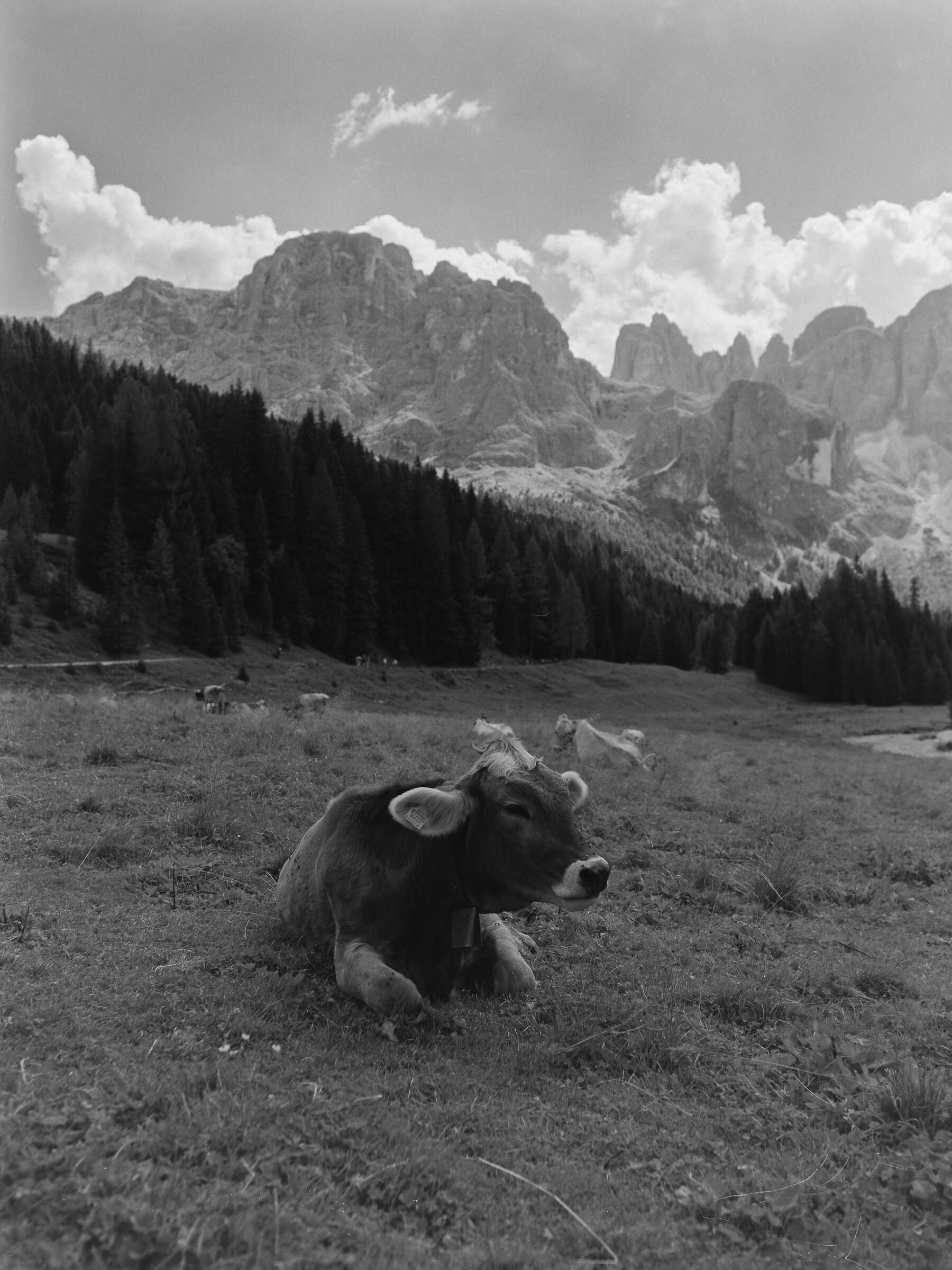 BW Cattle 2