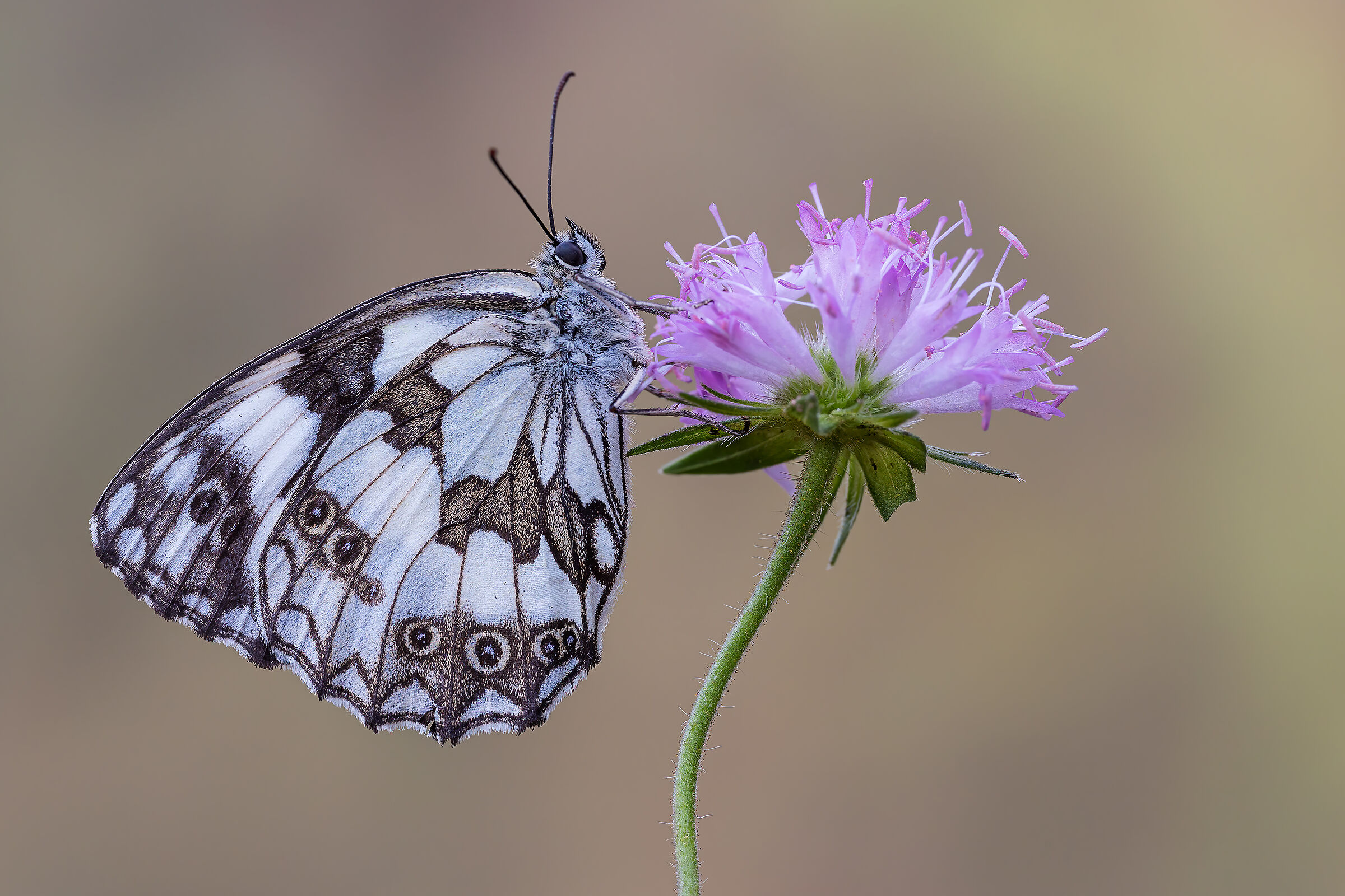 Melanargia galathea