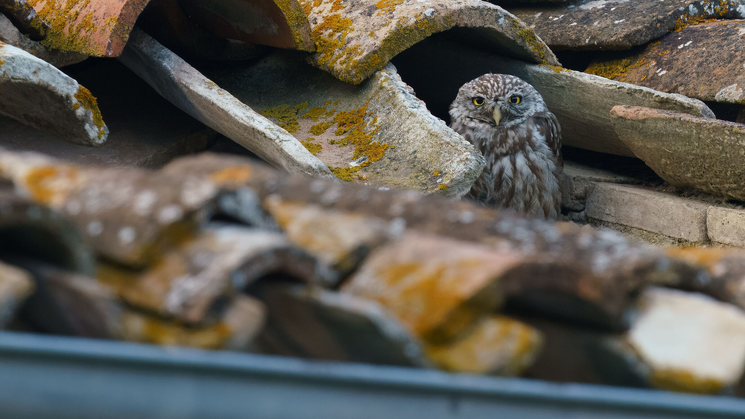 owl