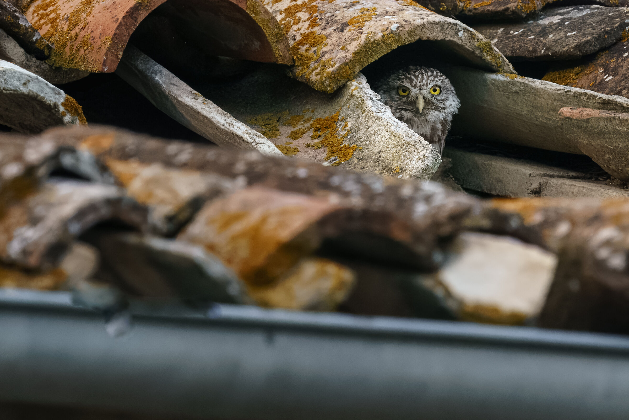owl