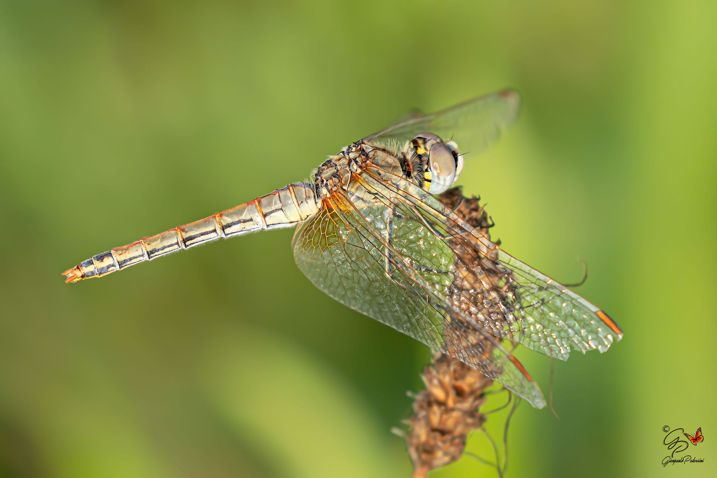 Sympetrum fonscolombii (F)