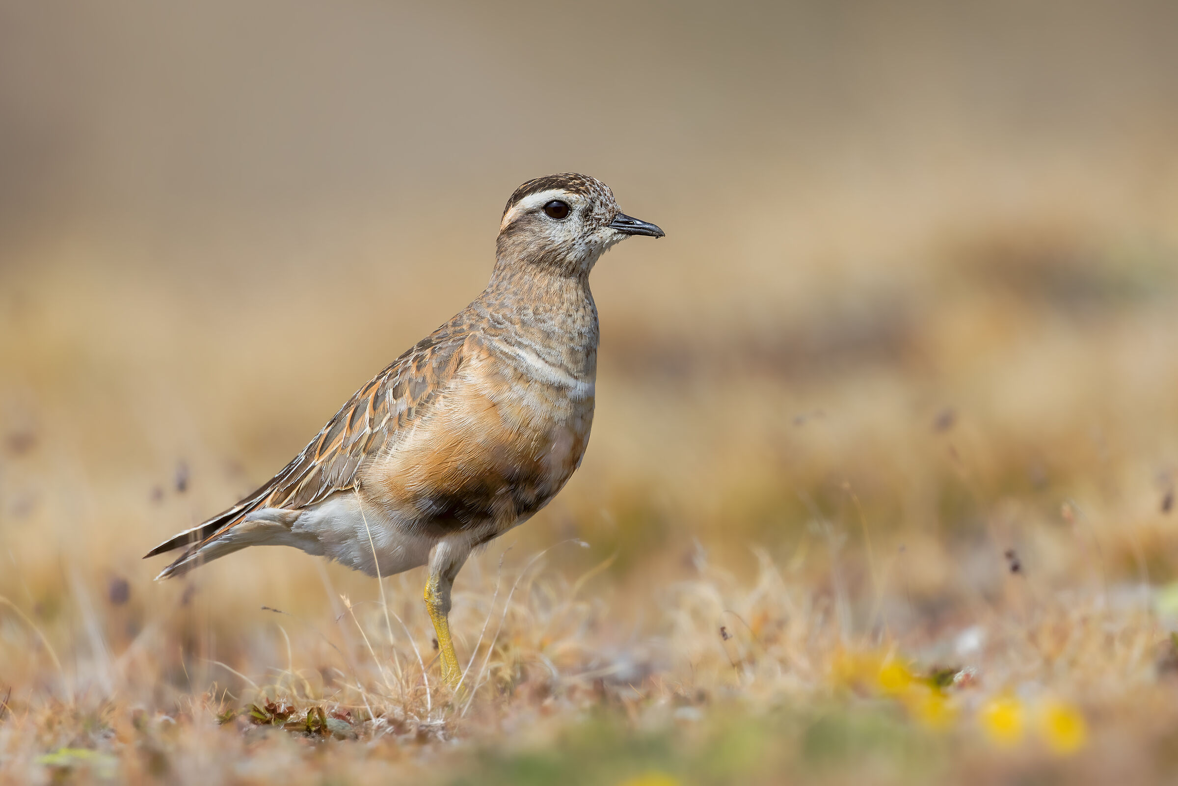 Dalla tundra artica alla tundra alpina