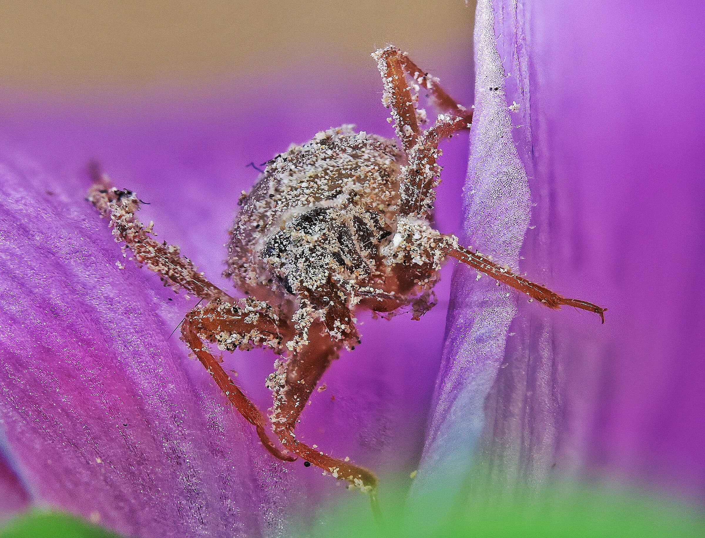 Reduvius personatus _ ninfa