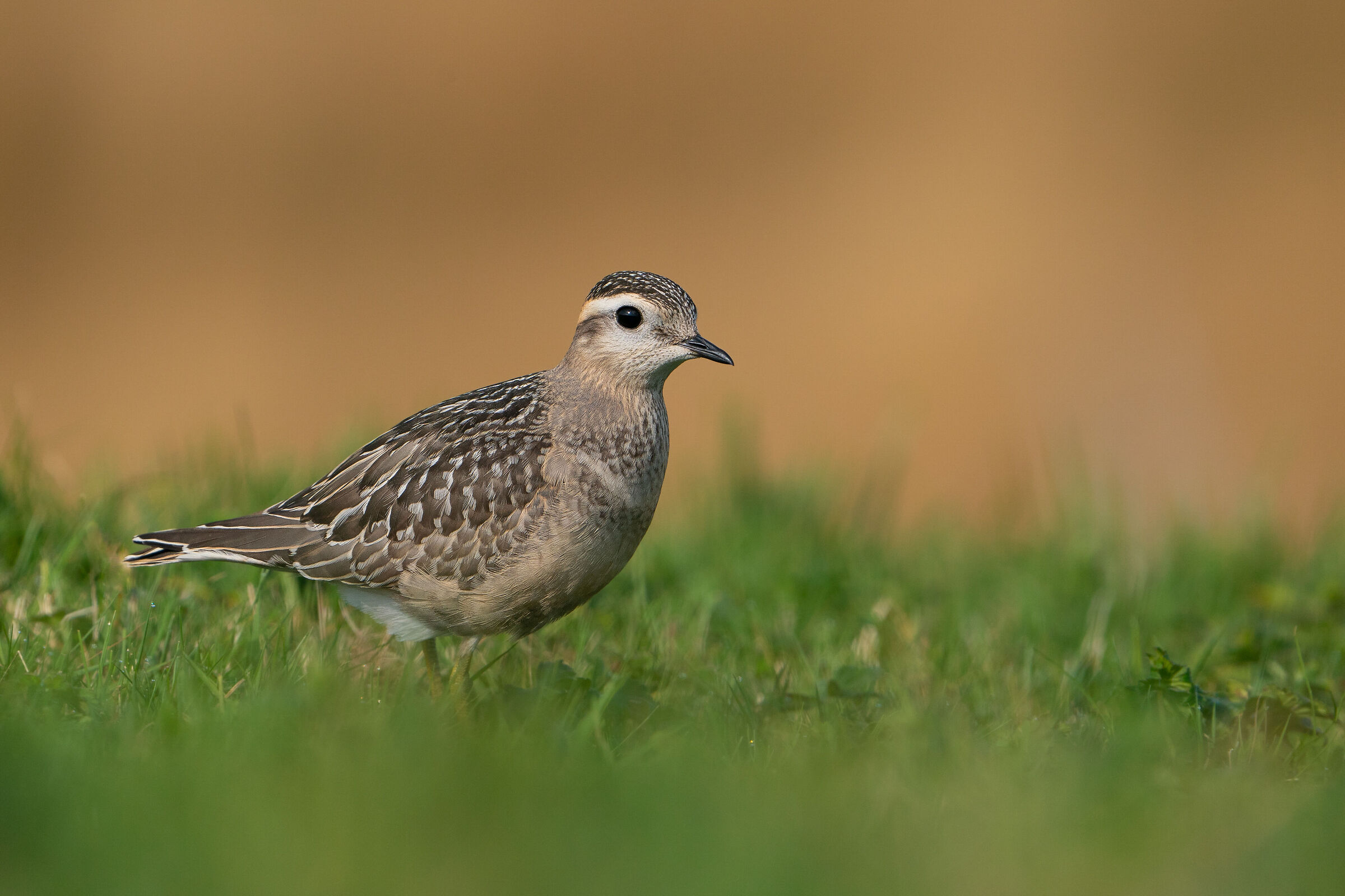 Tortolino plover