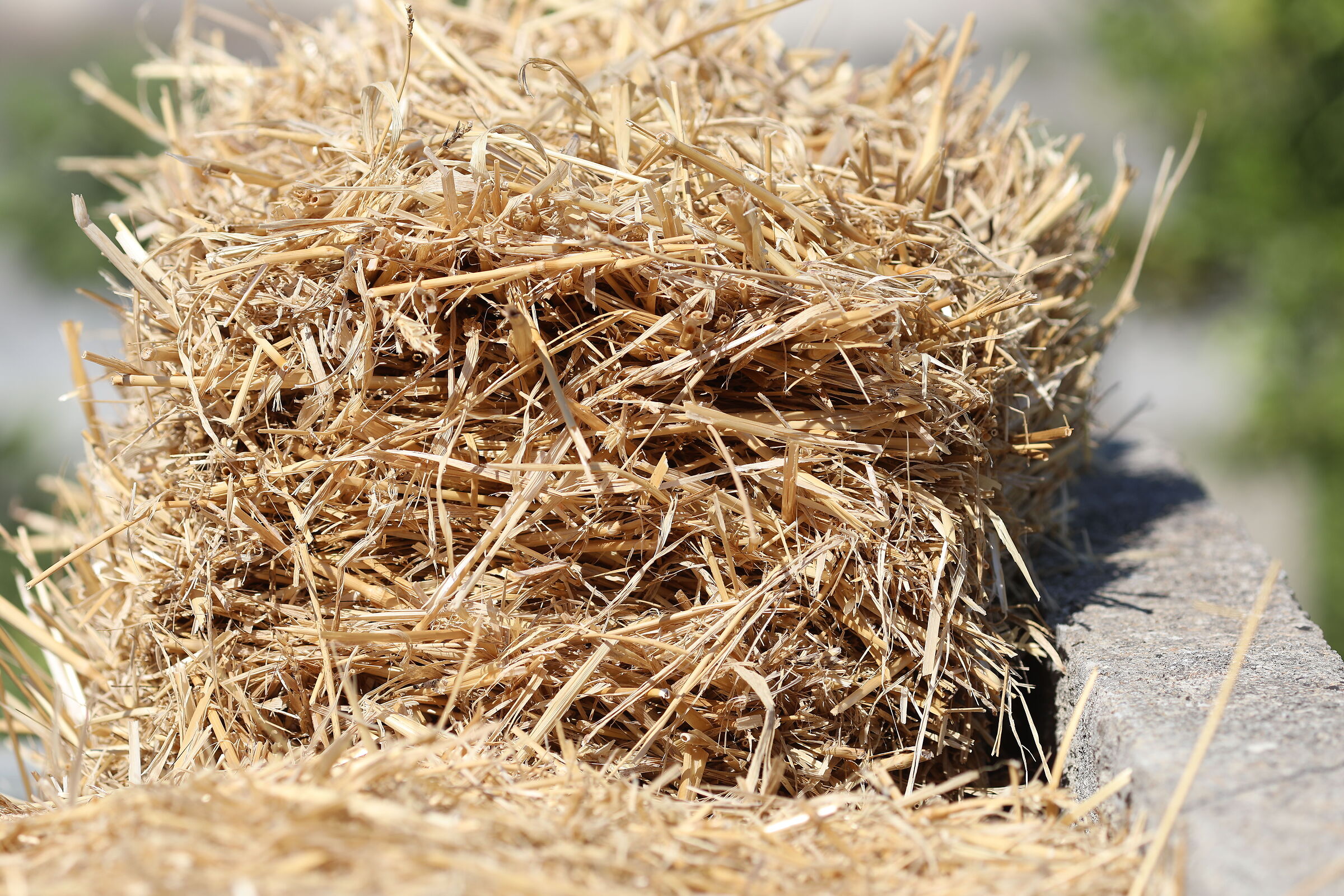 " Crop 189 " Canon 5 D IV, 135 F. 2 L usm+ TC 1.4x...