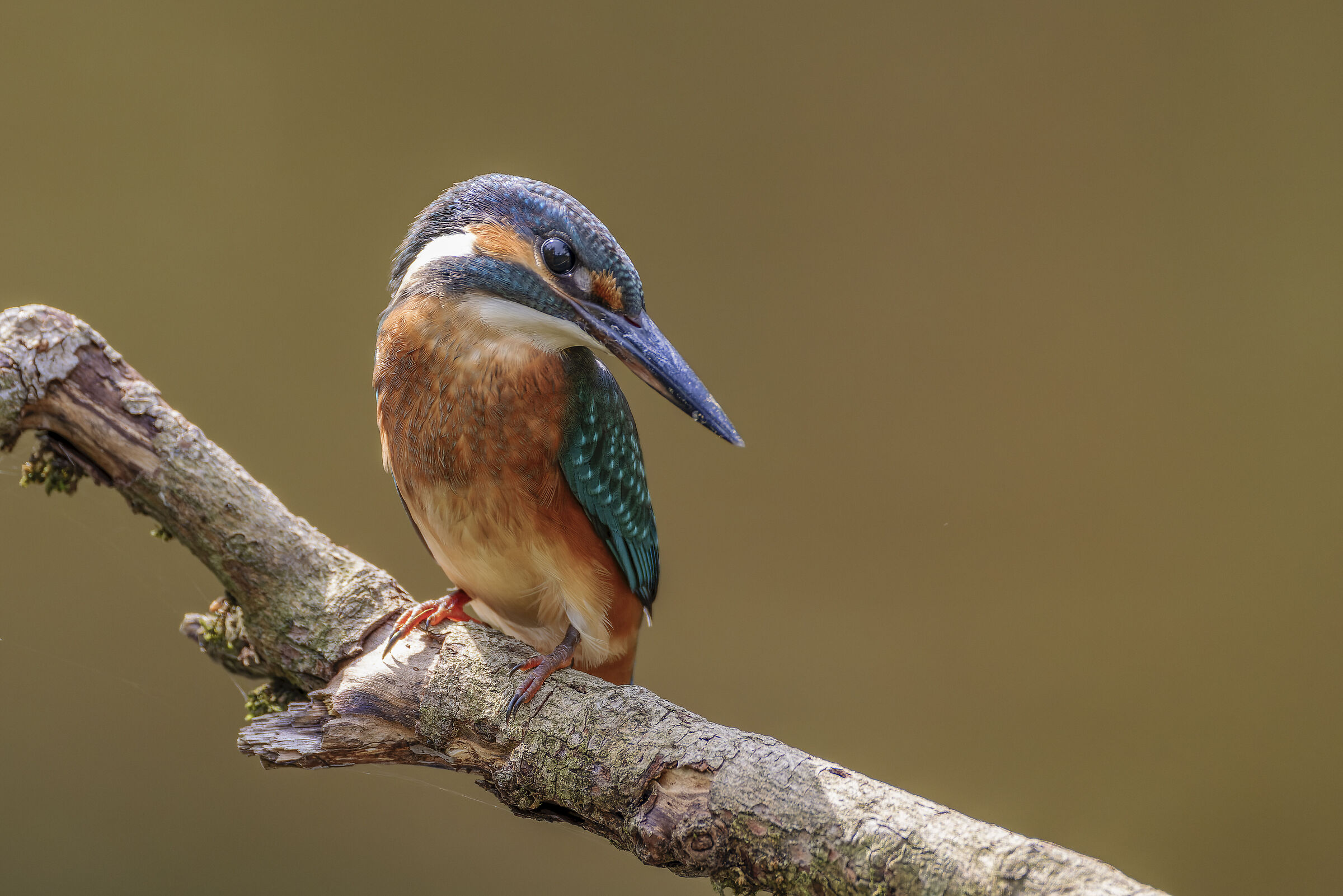 Kingfisher