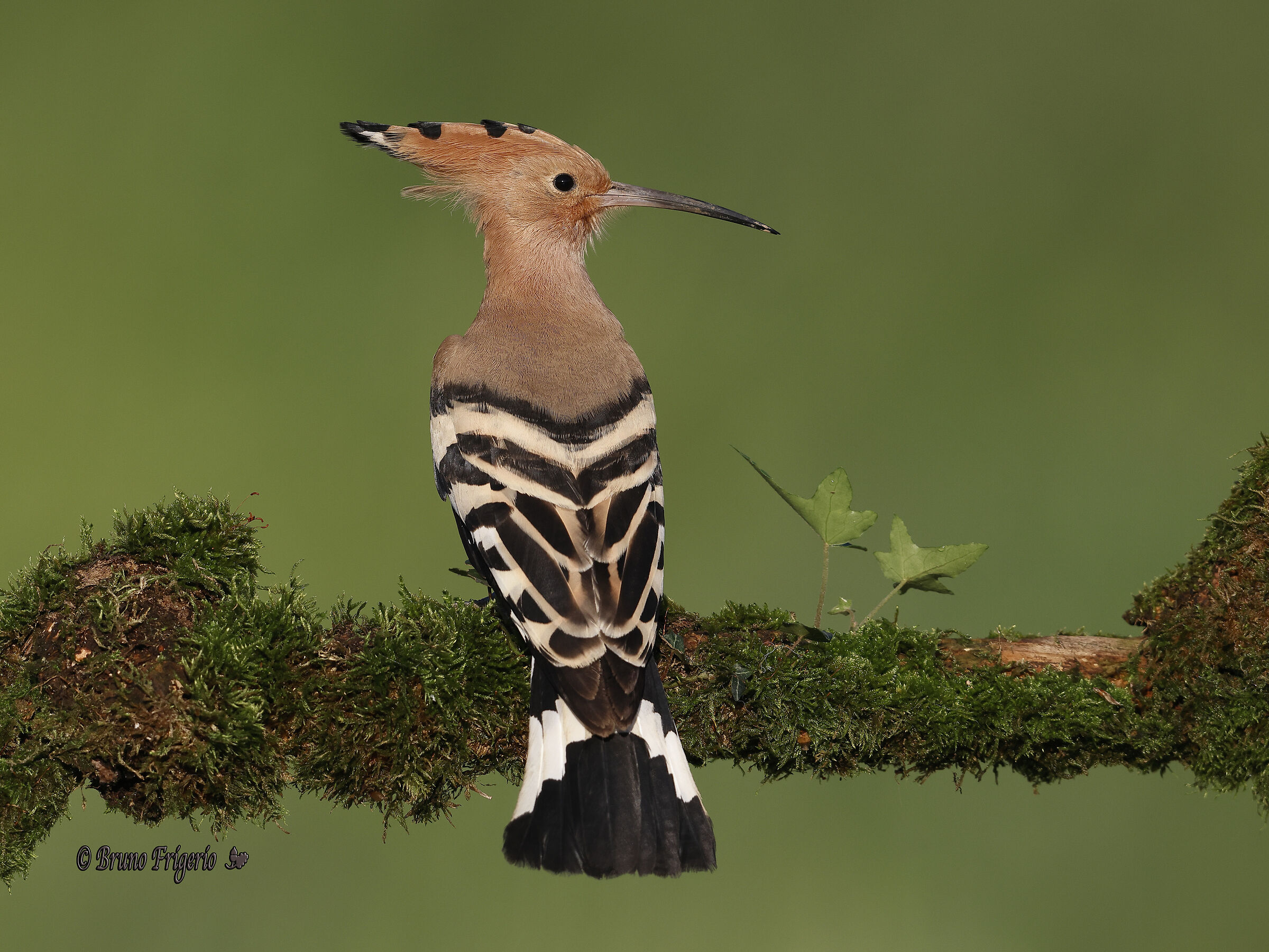 HOOPOE
