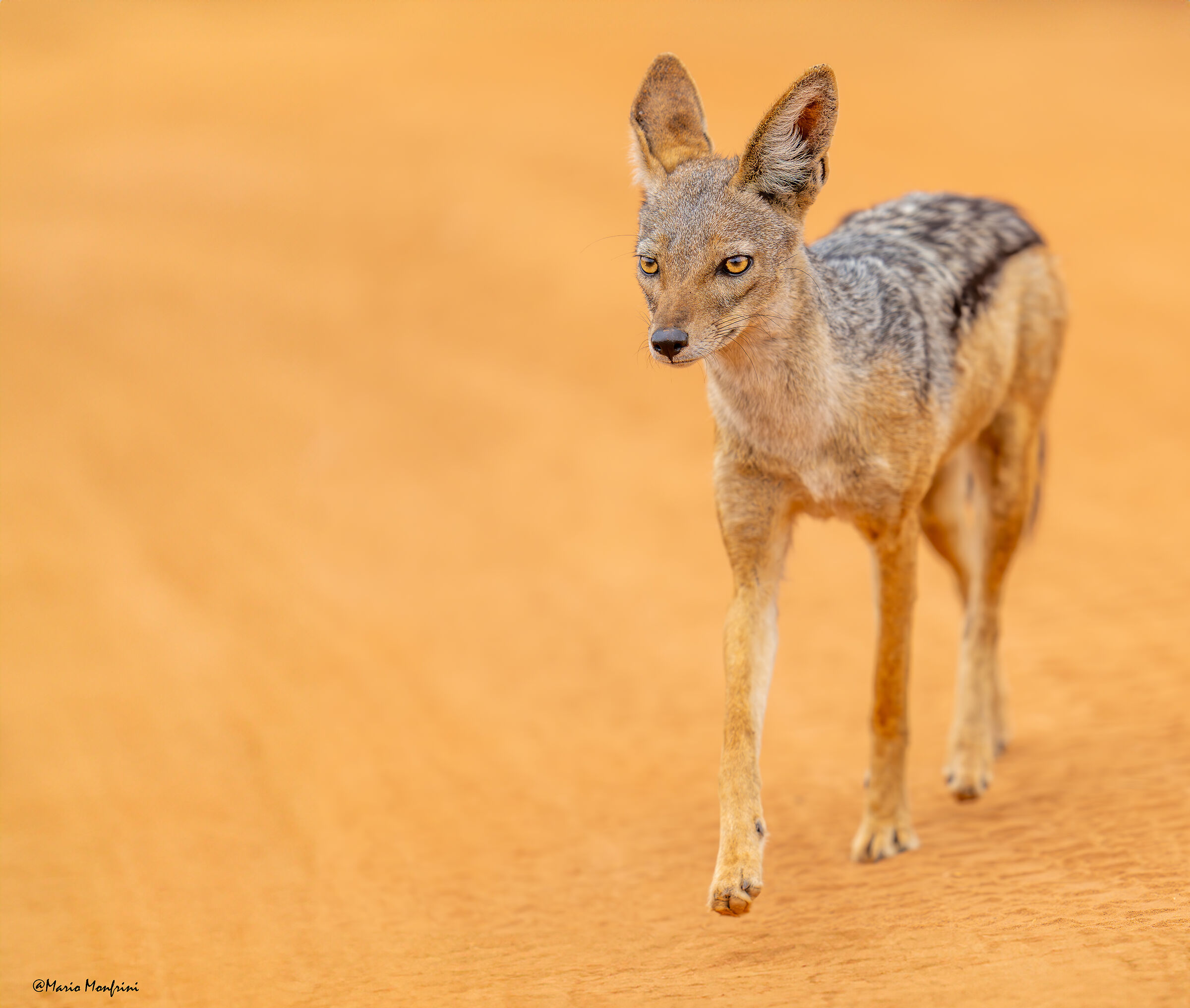 Black backed jackal