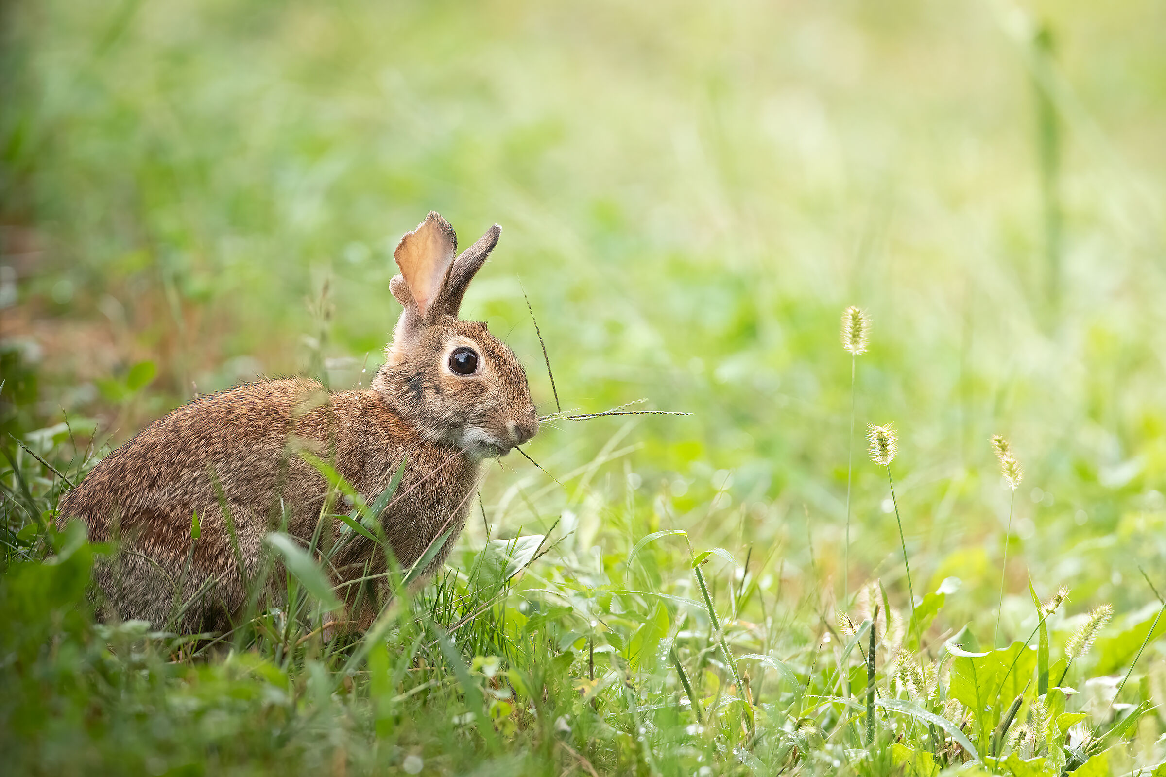 Wild Rabbit
