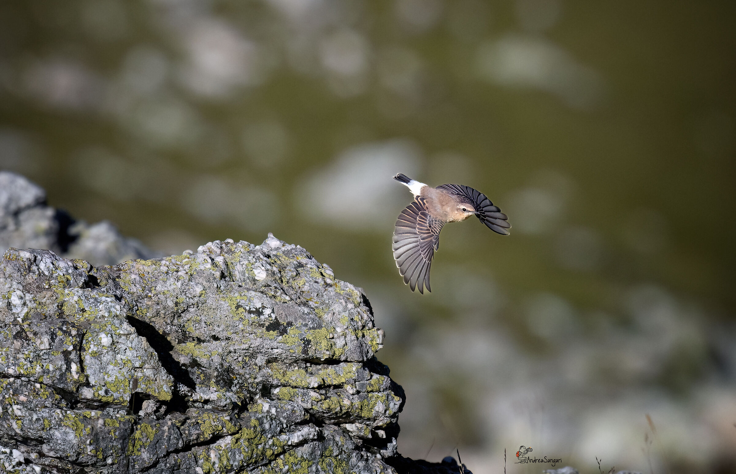 The flying culblance