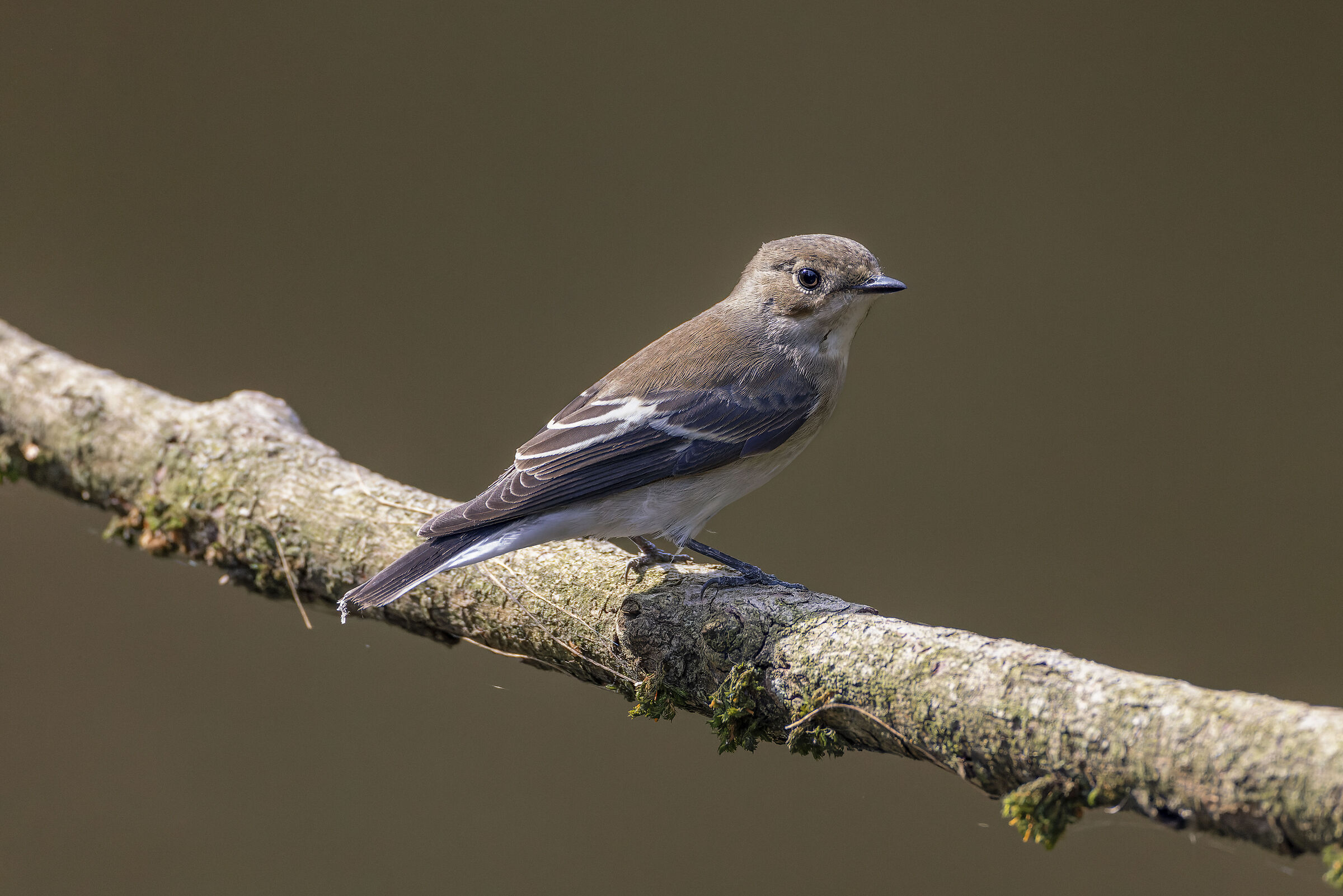 Black Flycatcher