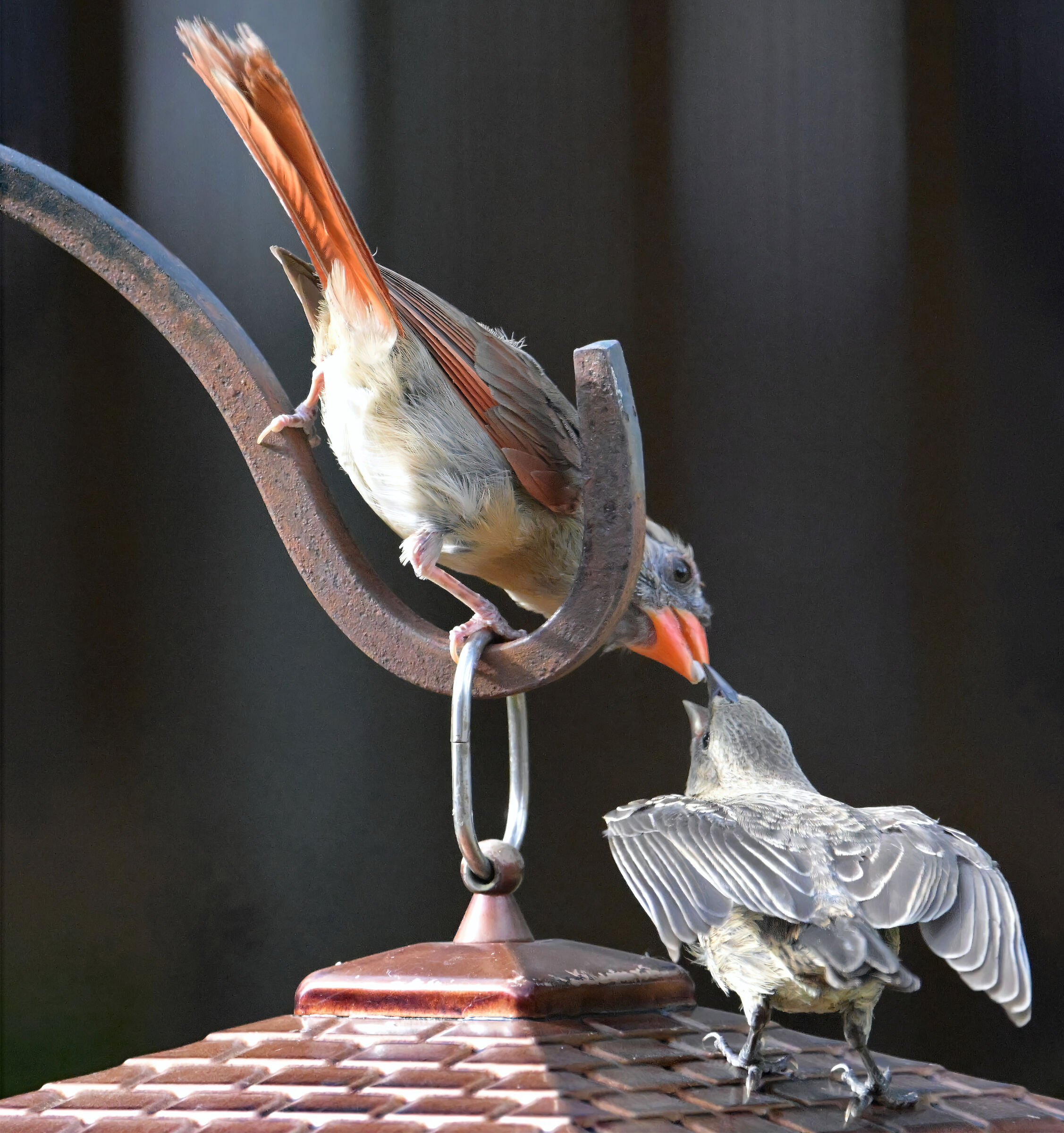 female Cardinal feeds stranger in need...