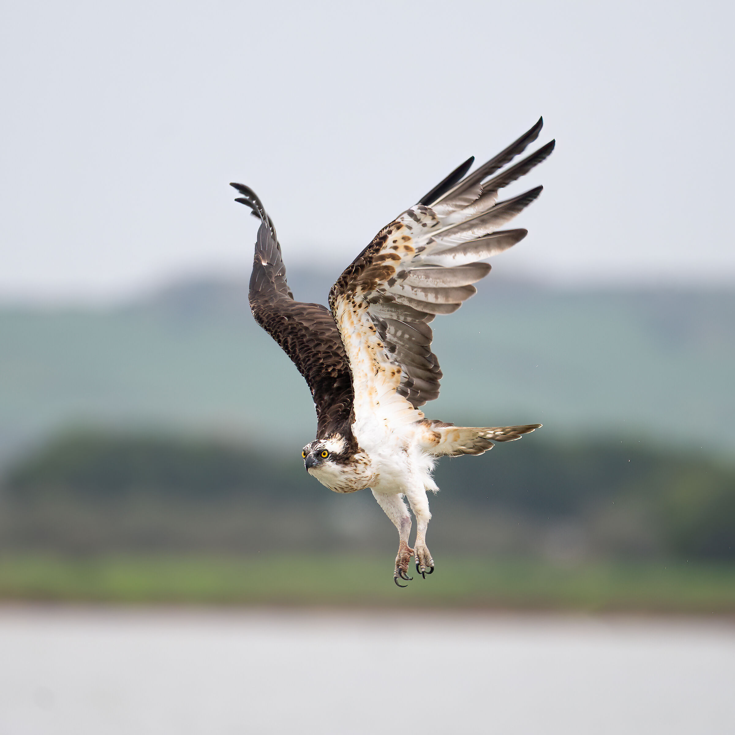 Osprey -Pandion haliaetus - Cabras - Sardinia