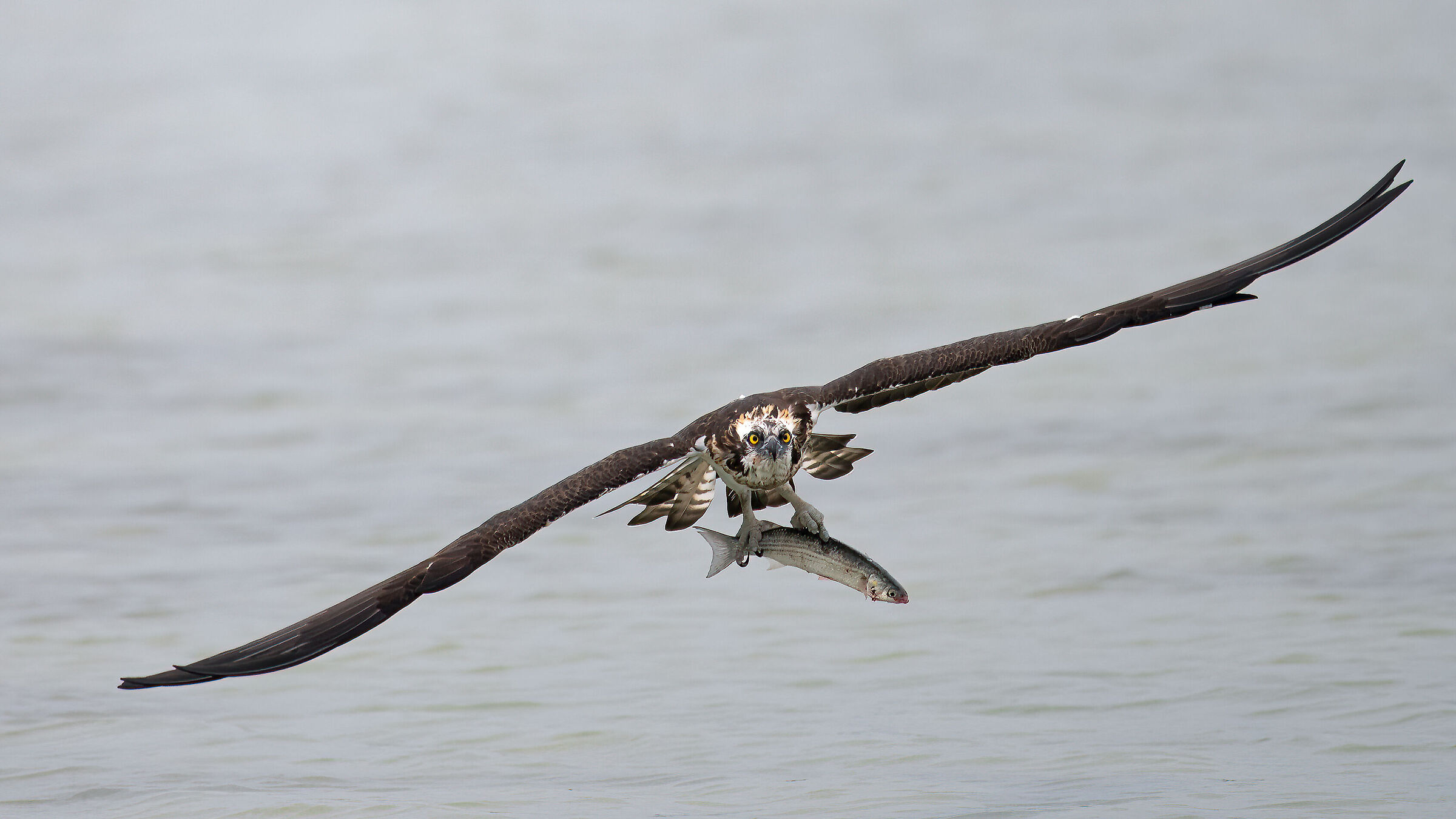 Osprey -Pandion haliaetus - Cabras - Sardinia